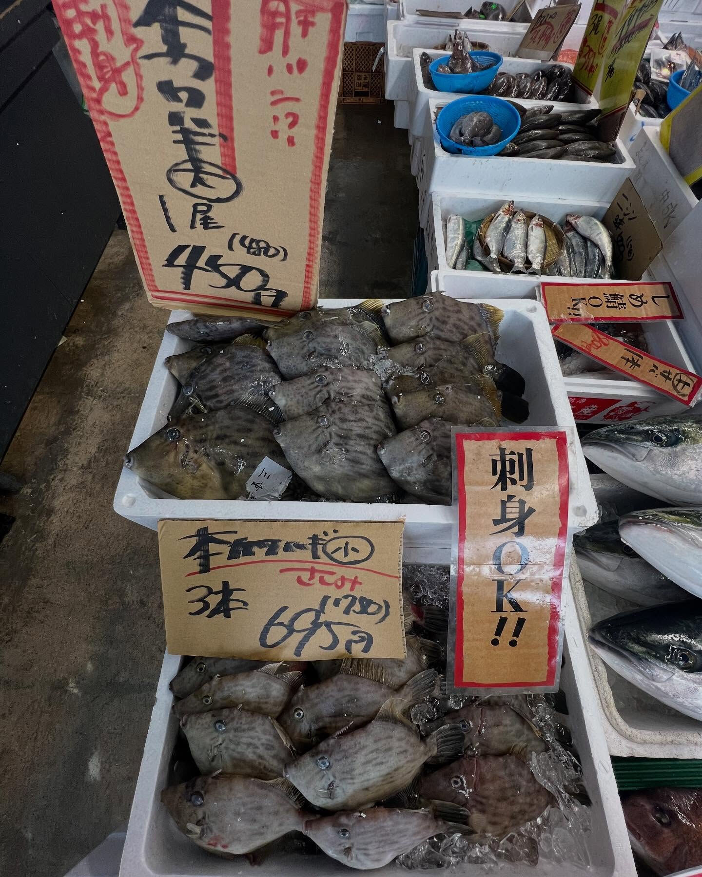本日、日曜日start🐟