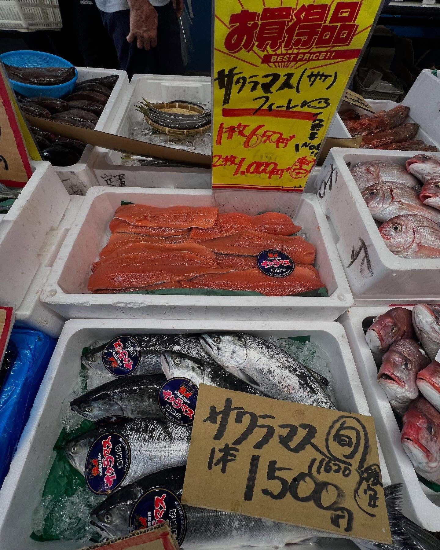 本日、日曜日start🐟