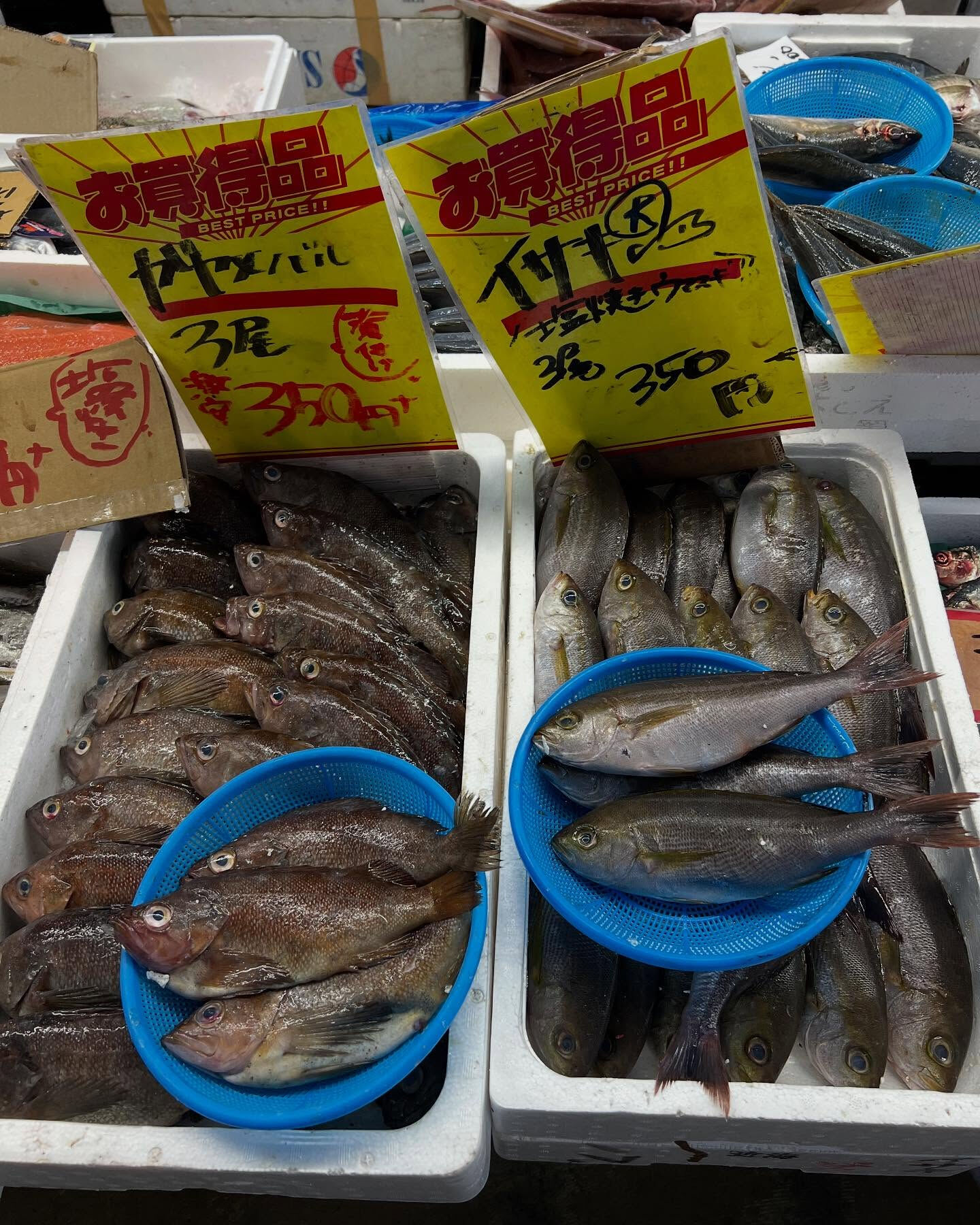 本日、日曜日start🐟