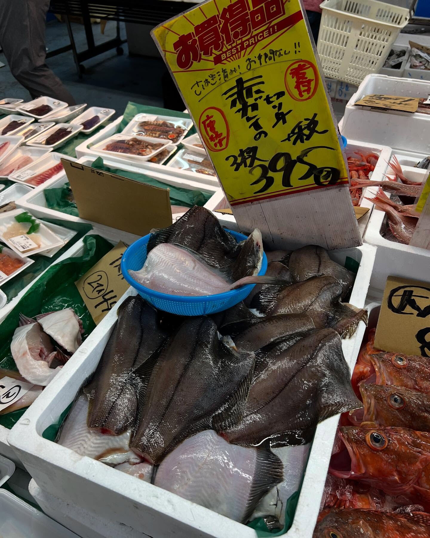 本日、日曜日start🐟