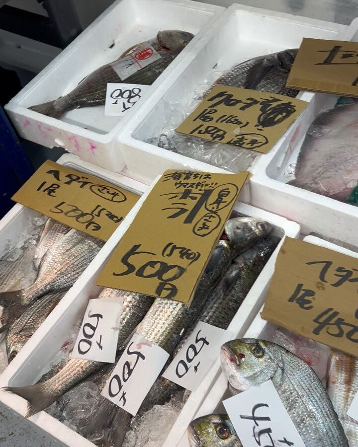 本日、日曜日start🐟
