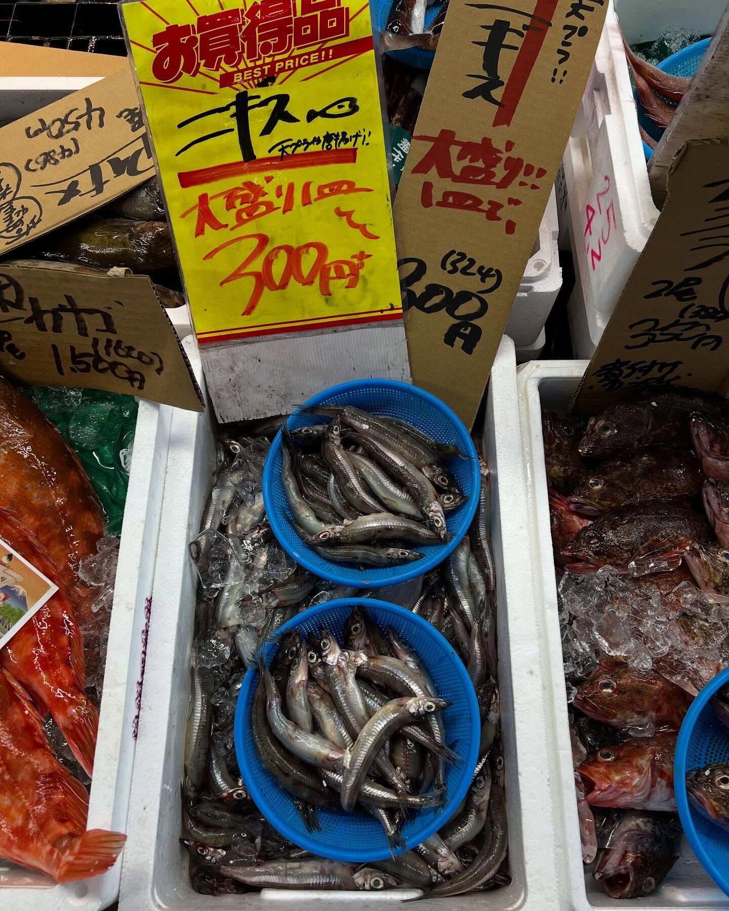 本日メインは２つ!!