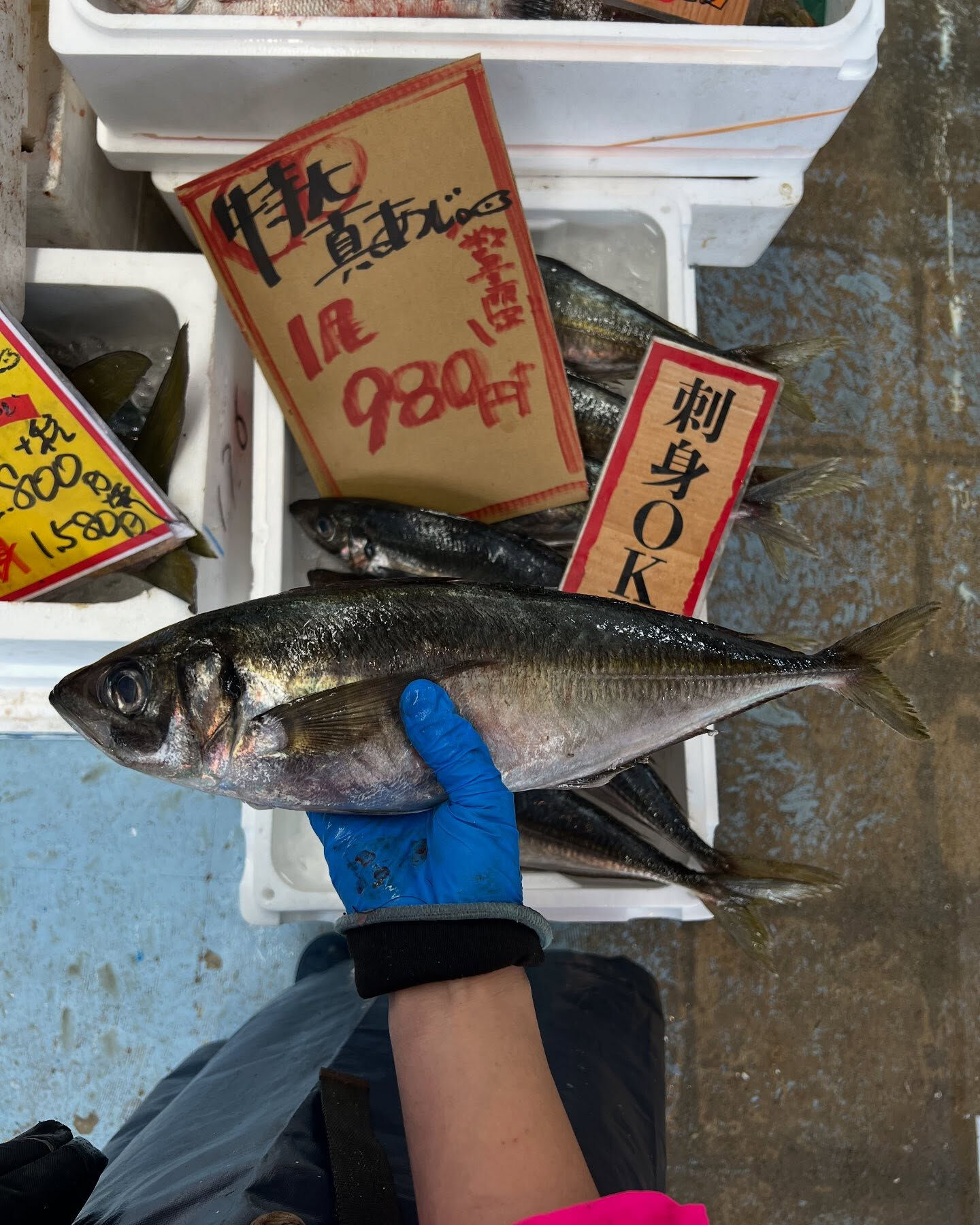 本日、木曜日start🐟