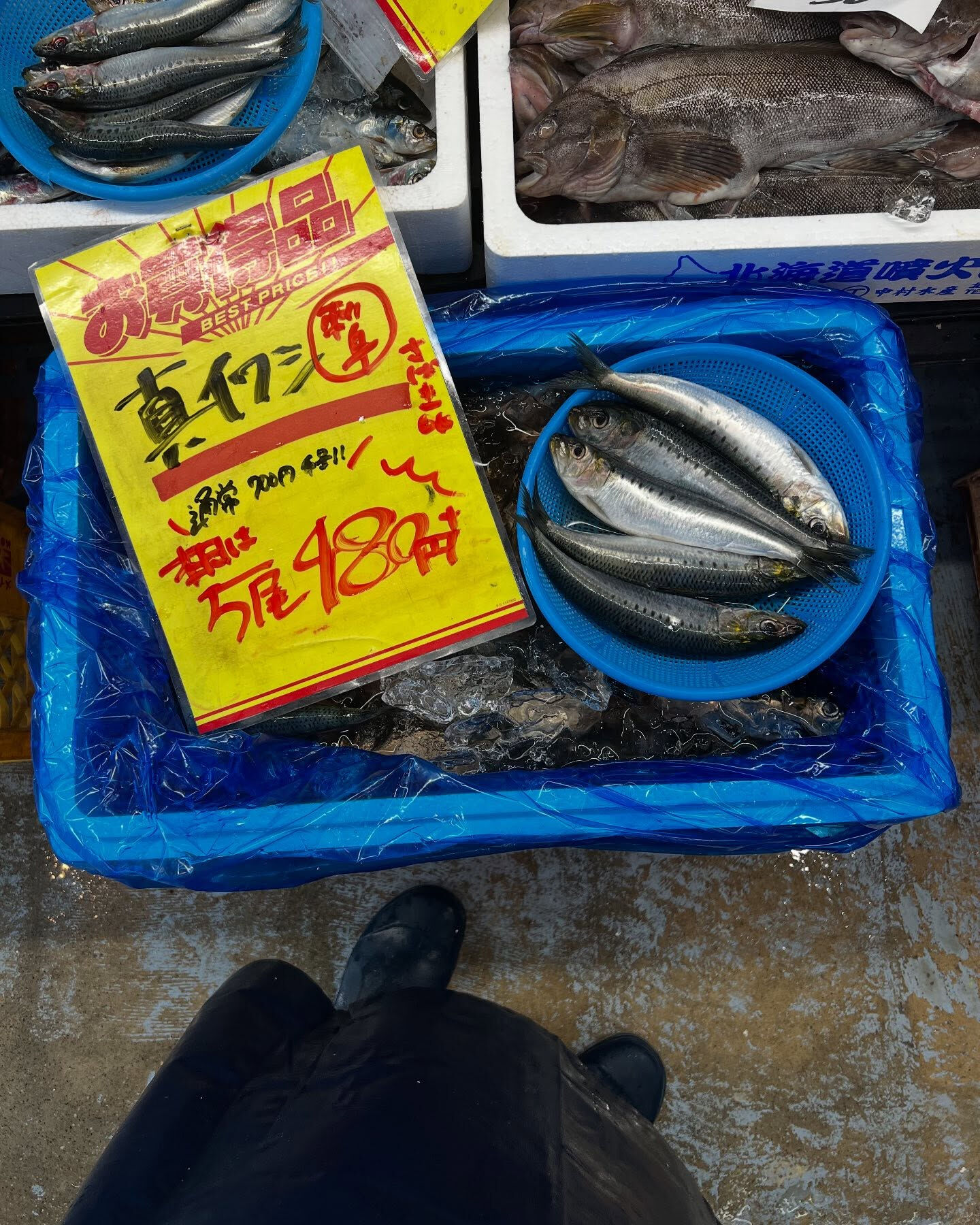 本日、木曜日start🐟