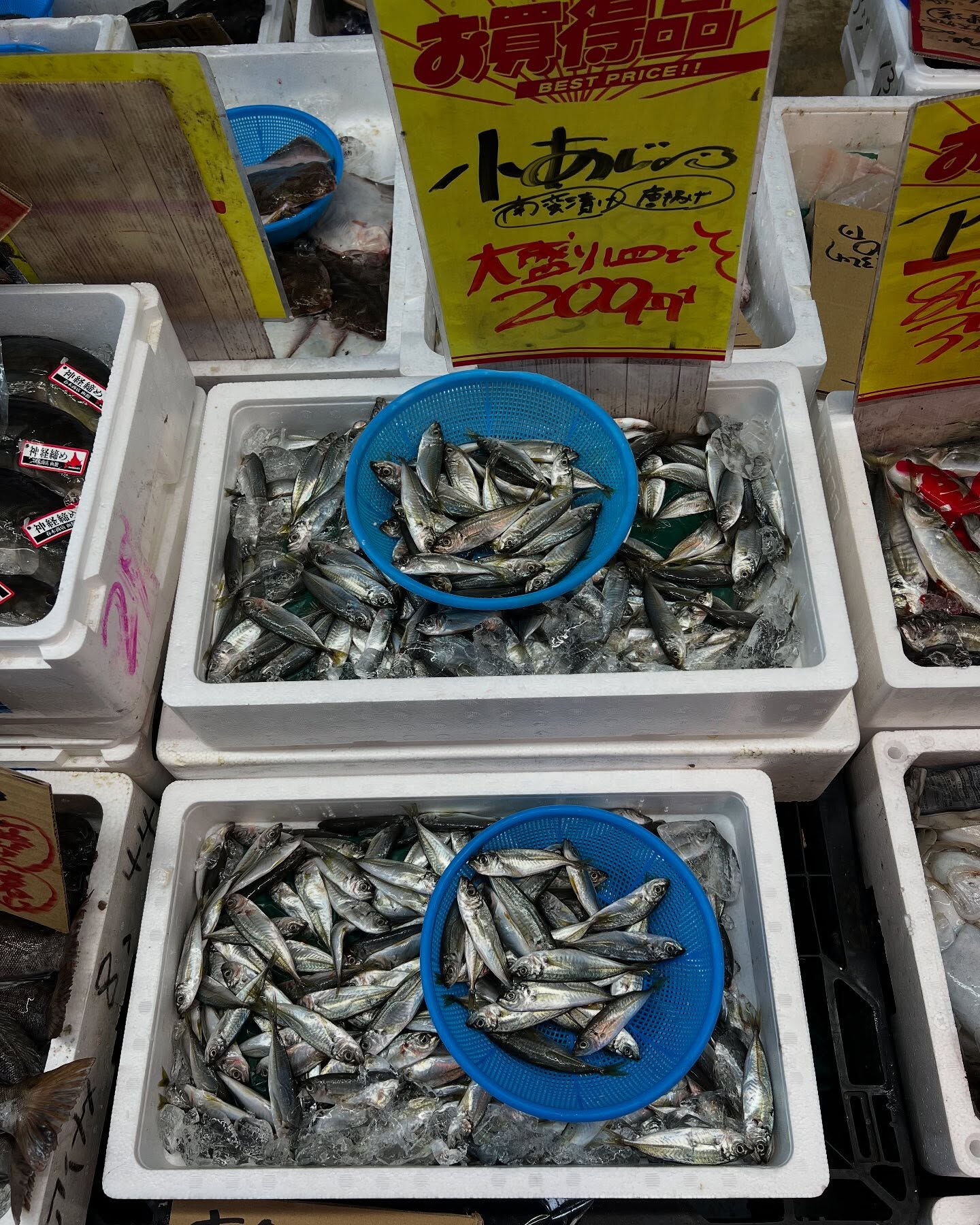 本日、木曜日start🐟