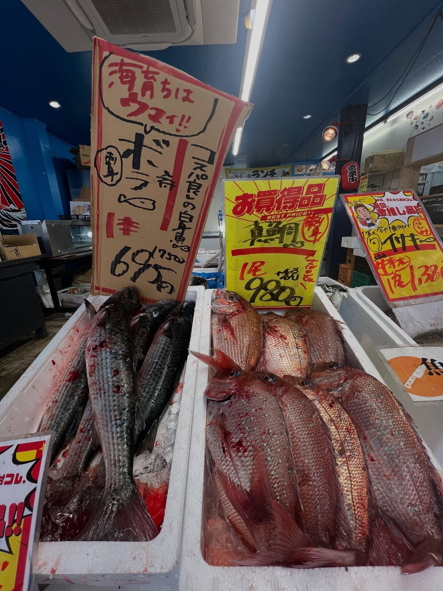本日、金曜start🐟