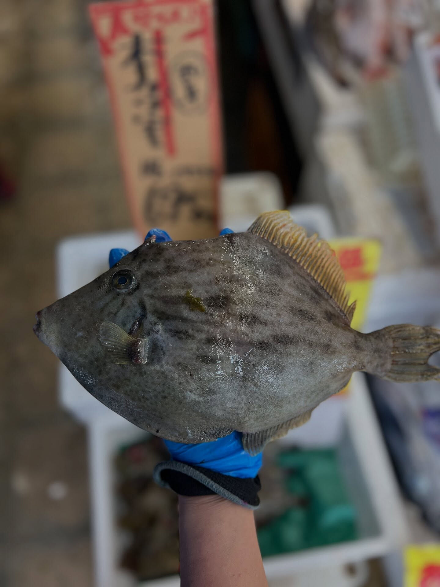 本日、金曜start🐟