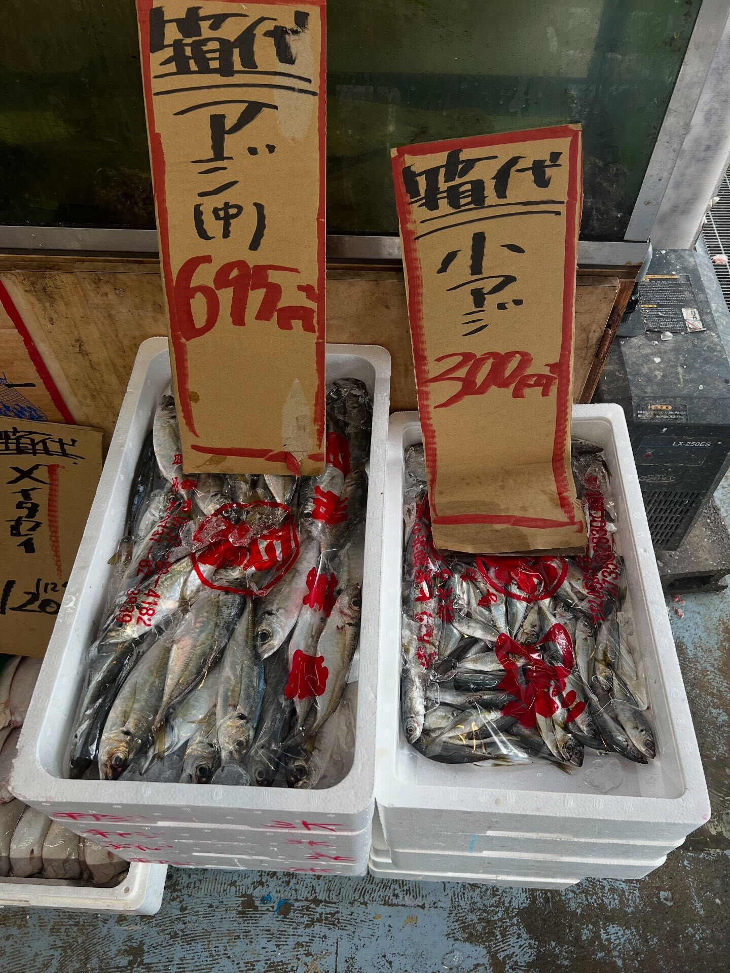 本日、金曜start🐟