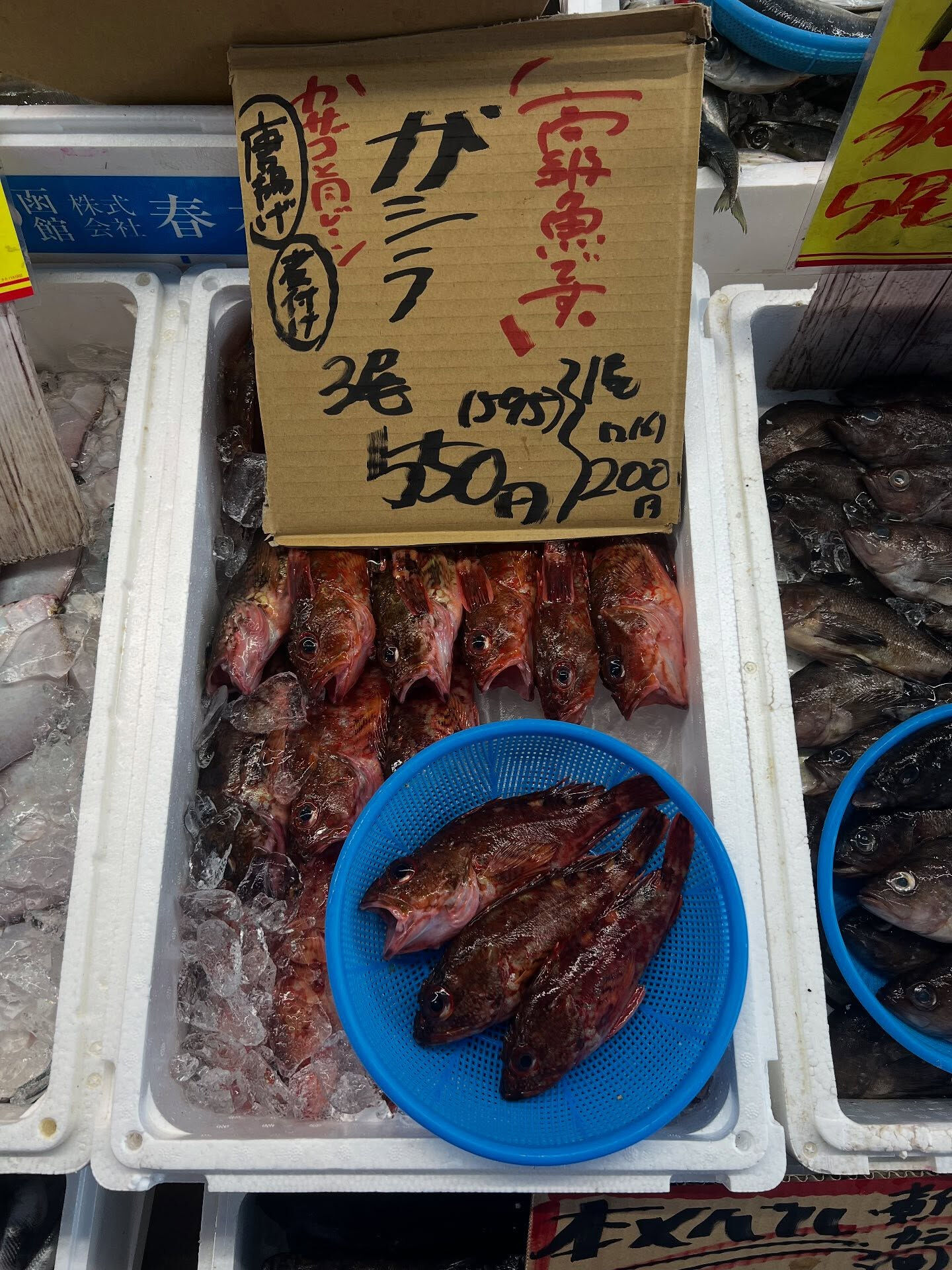 本日、金曜start🐟