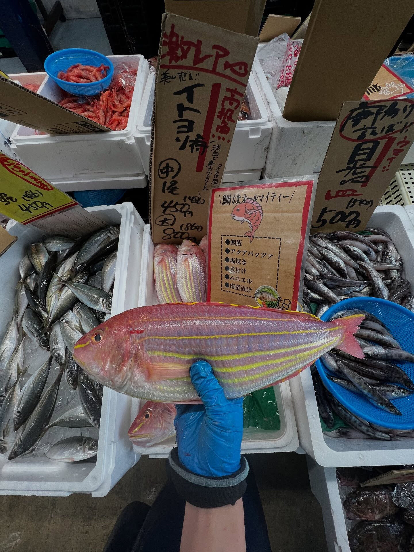 本日、月曜start🐟