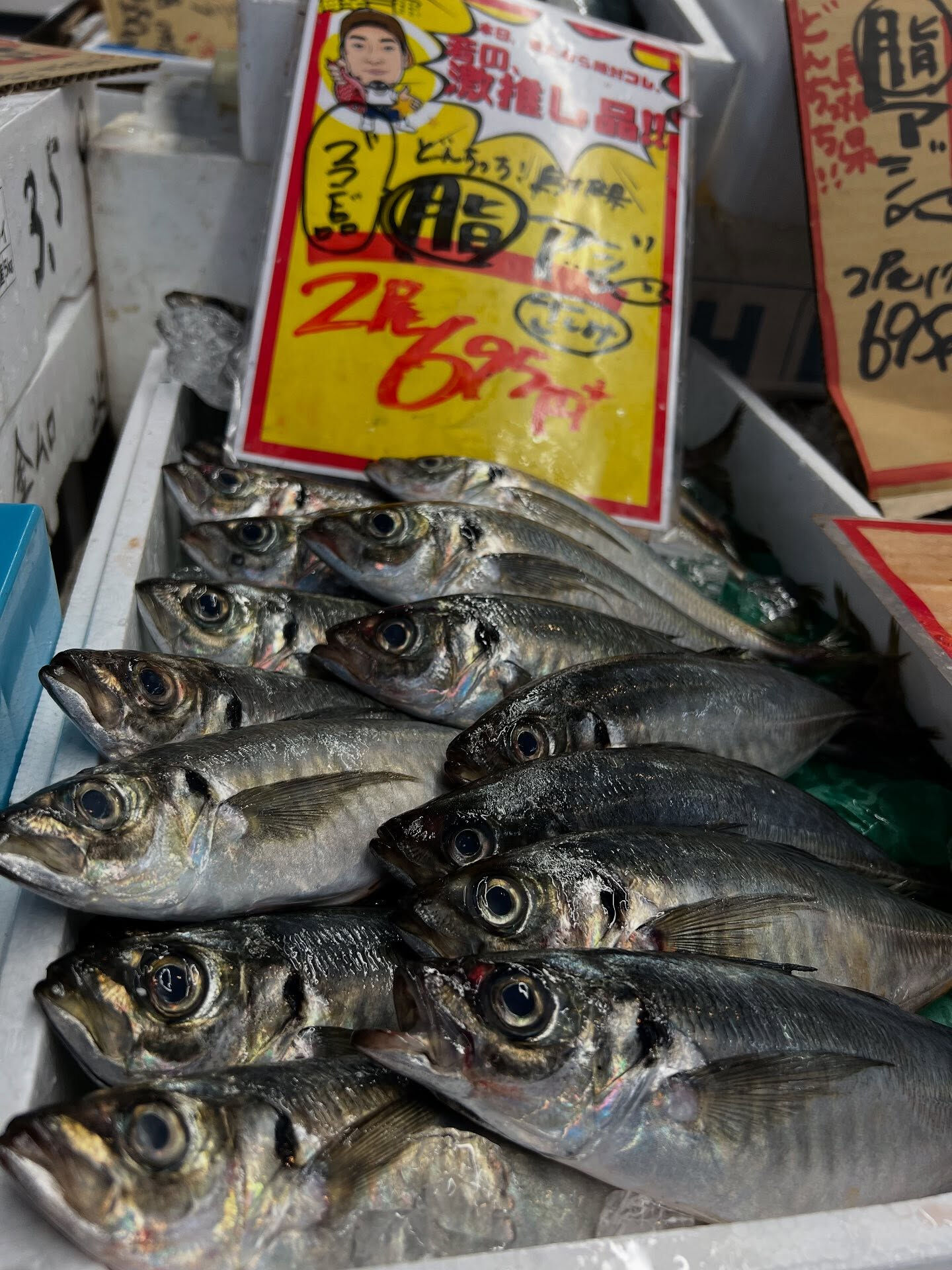 本日、火曜start🐟