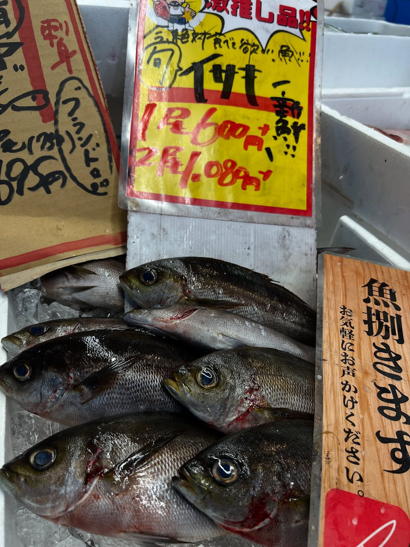 本日、火曜start🐟