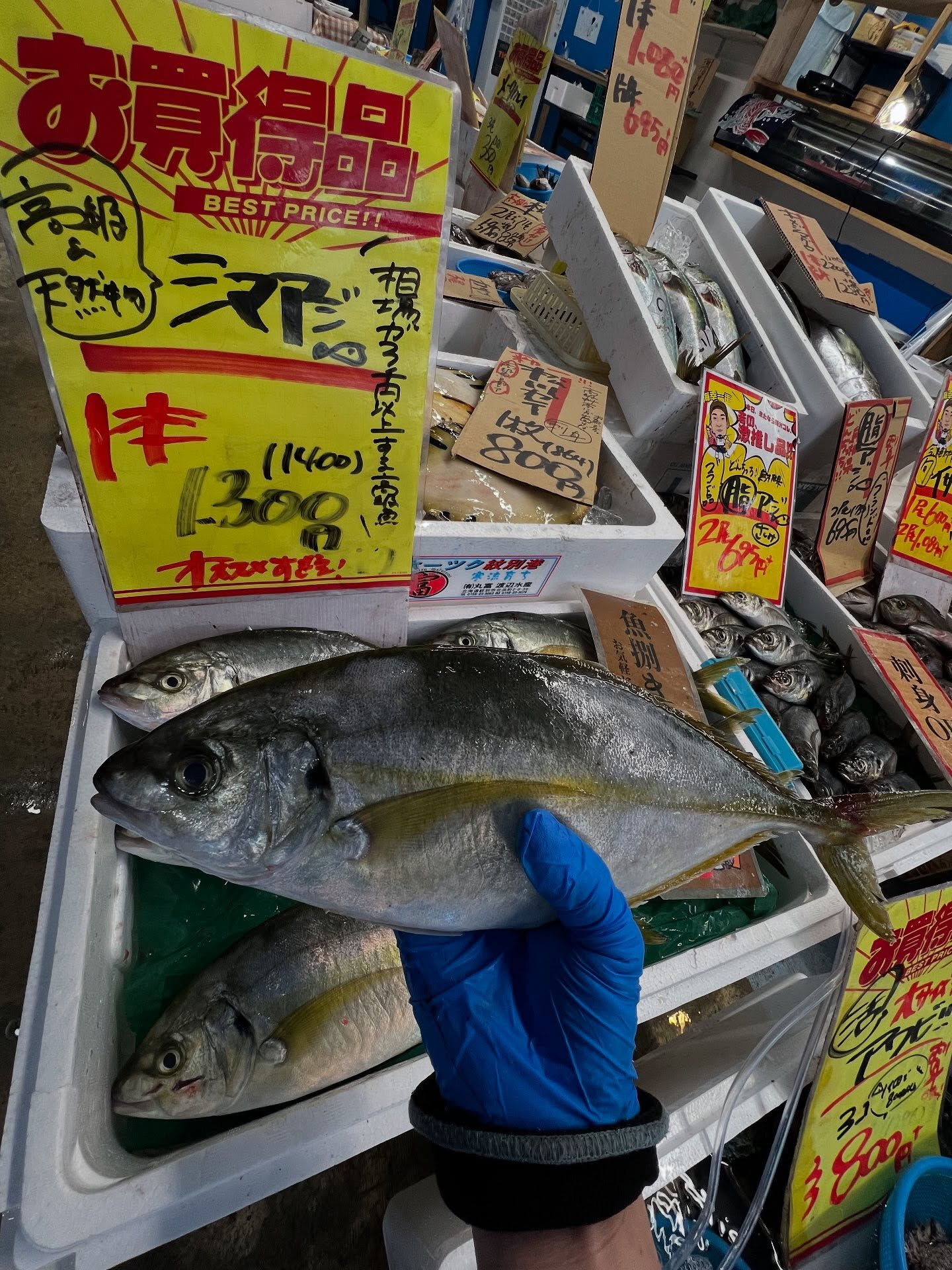 本日、火曜start🐟