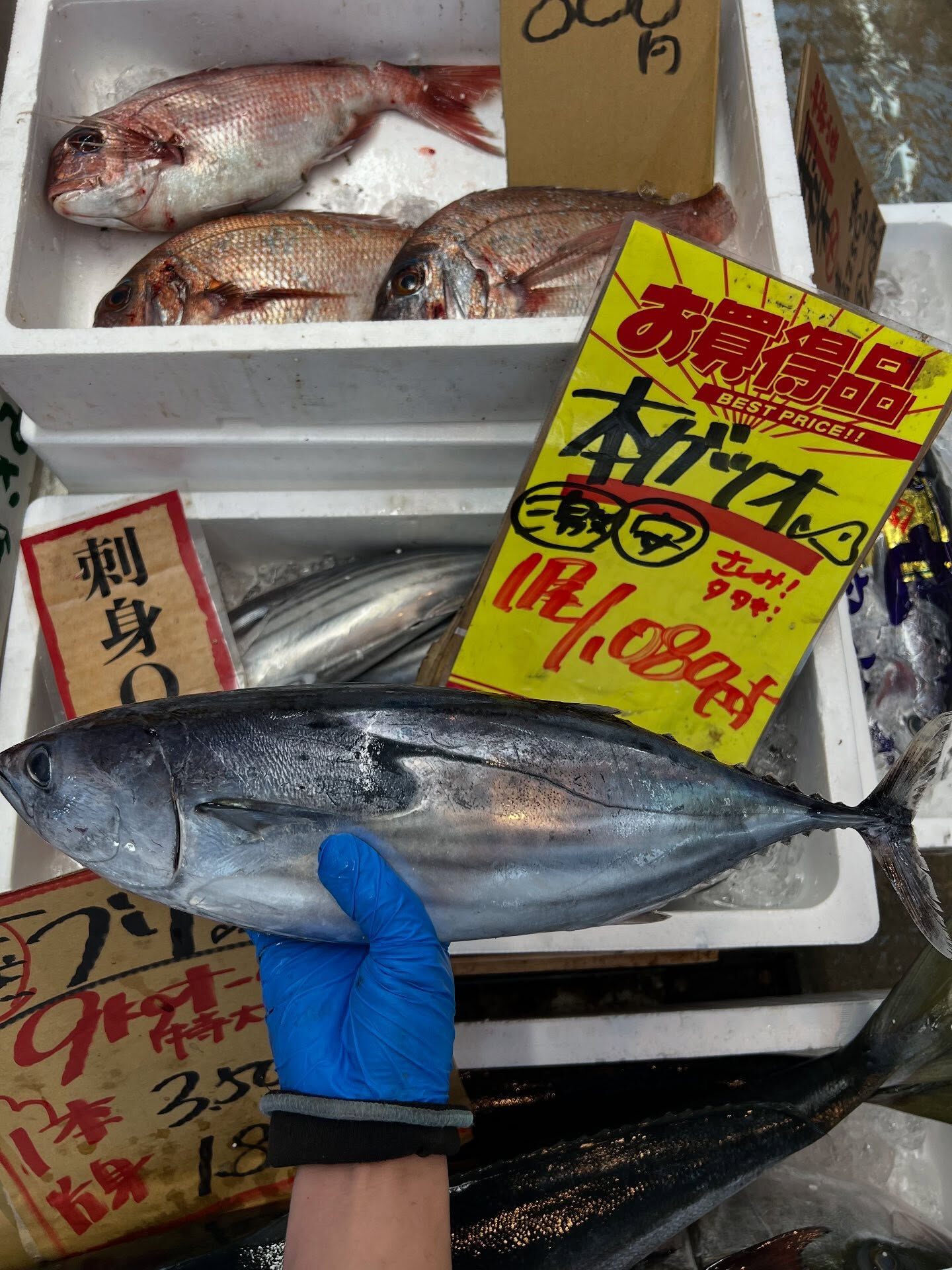 本日、火曜start🐟