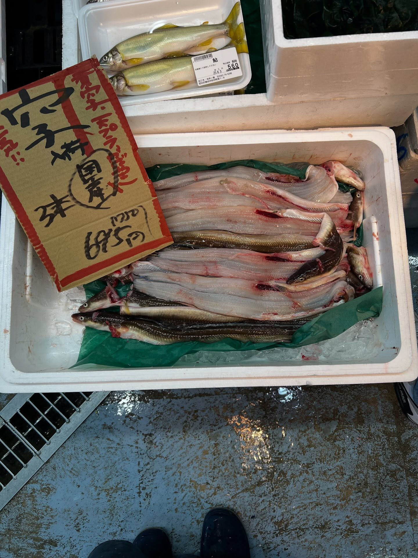 本日、火曜start🐟