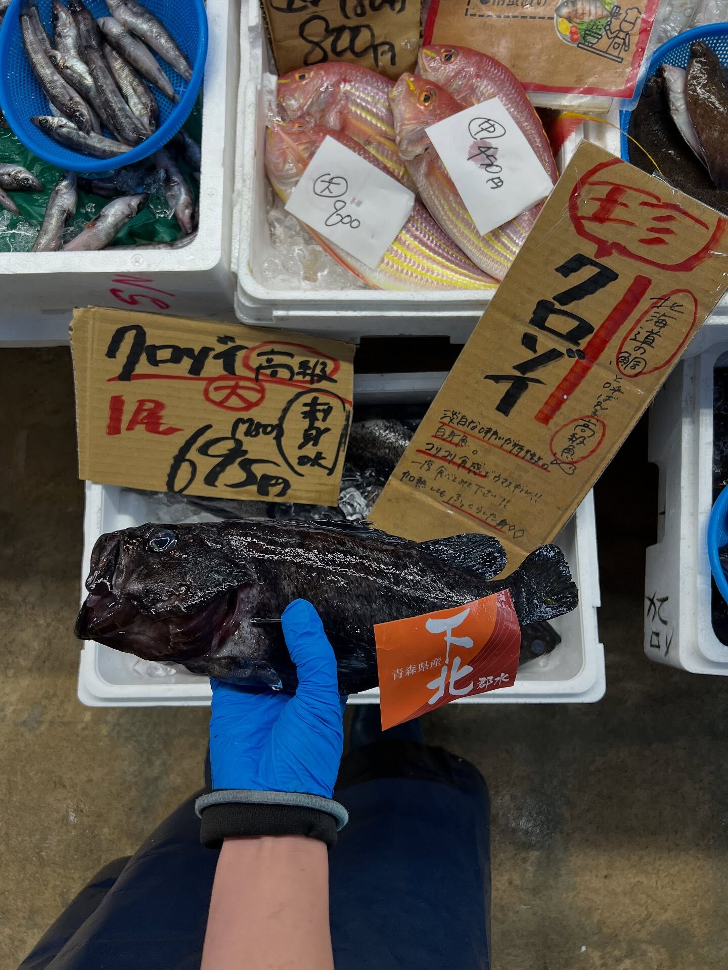 本日、火曜start🐟