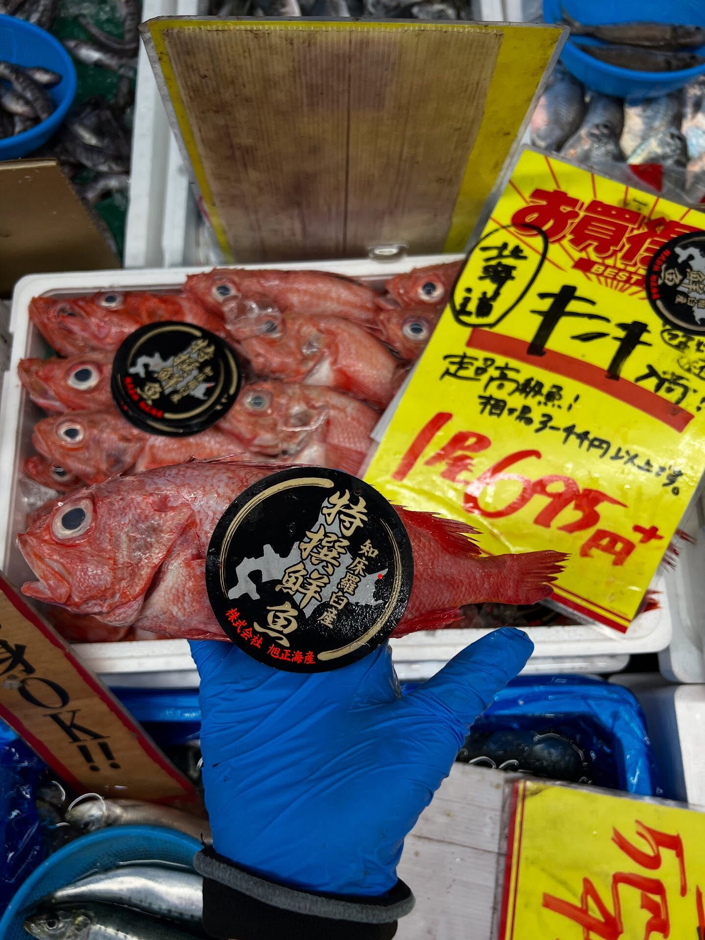 本日、火曜start🐟