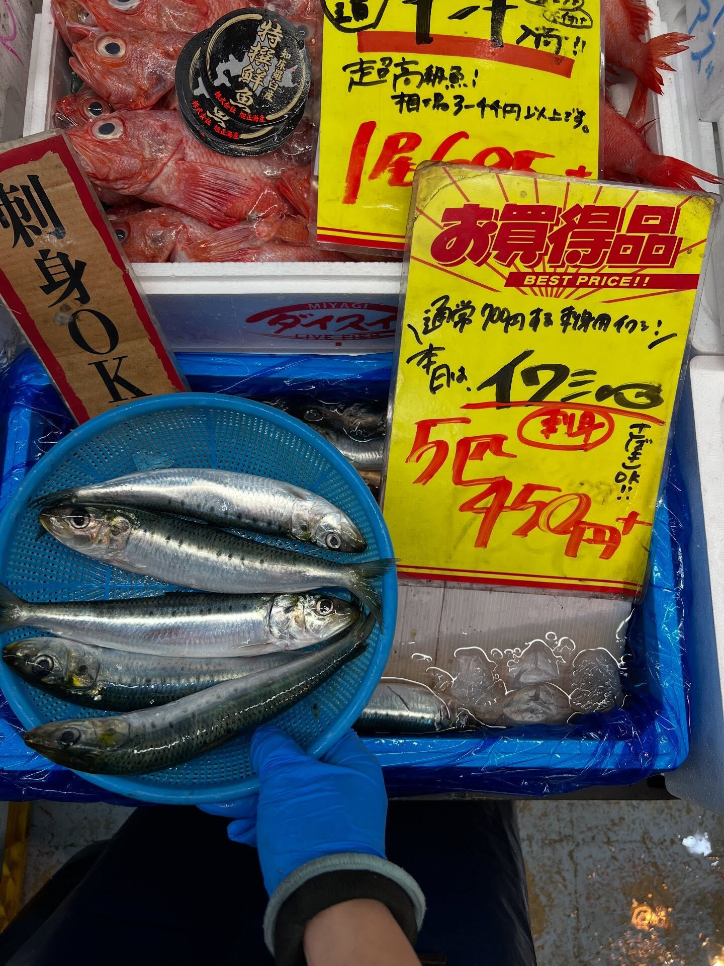 本日、火曜start🐟