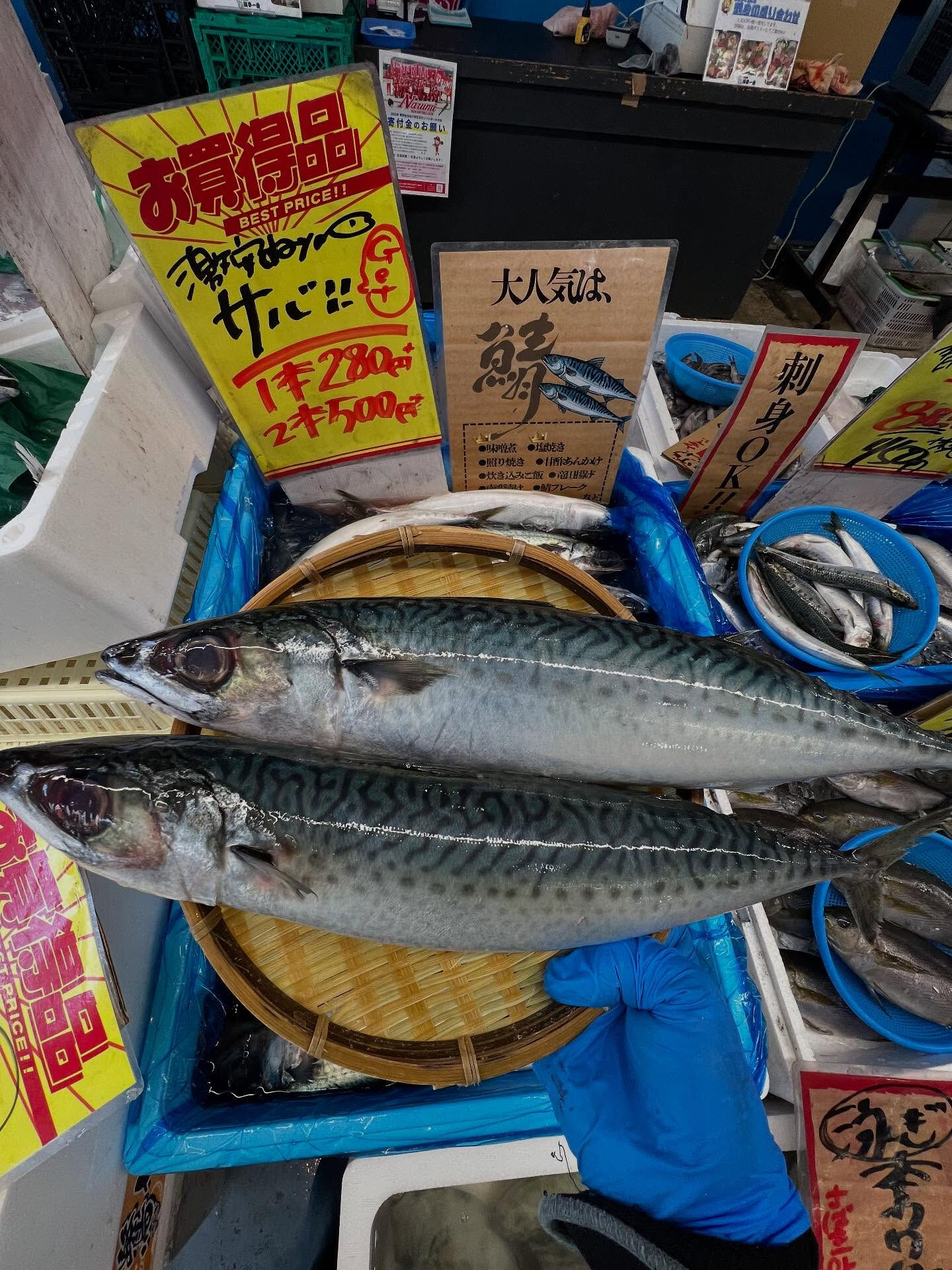 本日、木曜日start🐟