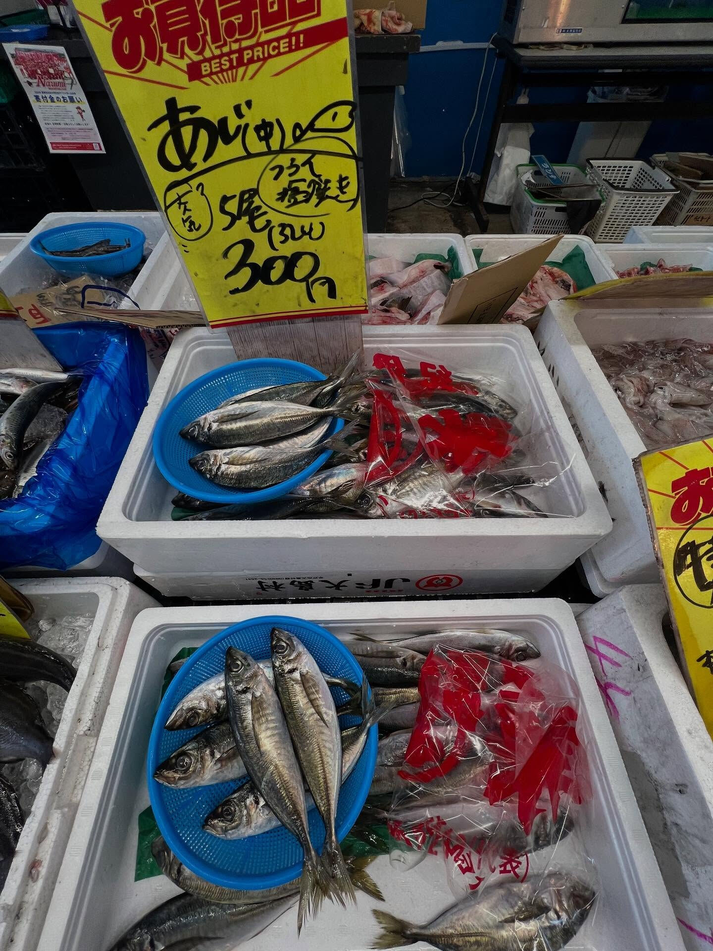 本日、木曜日start🐟