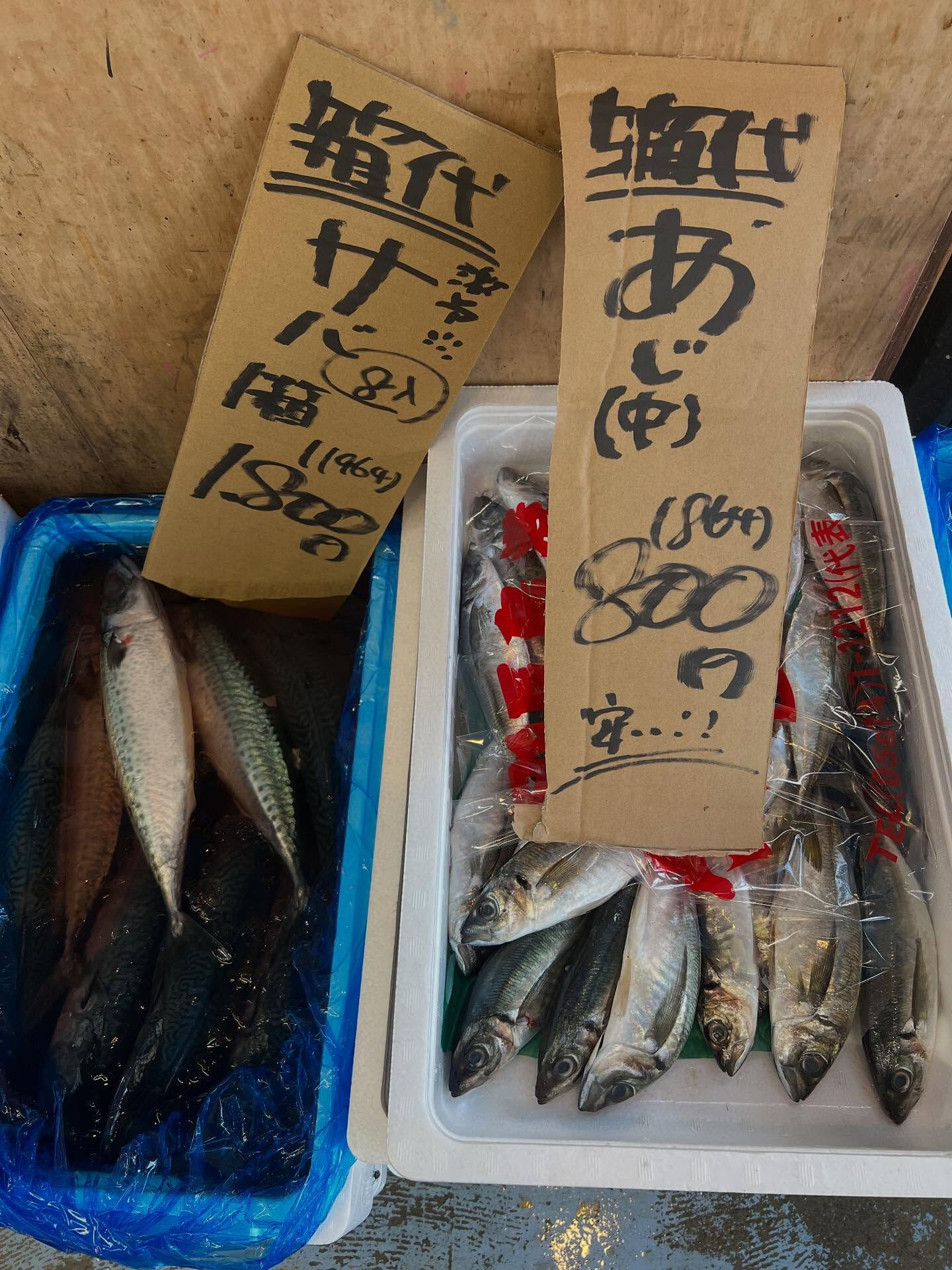 本日、木曜日start🐟
