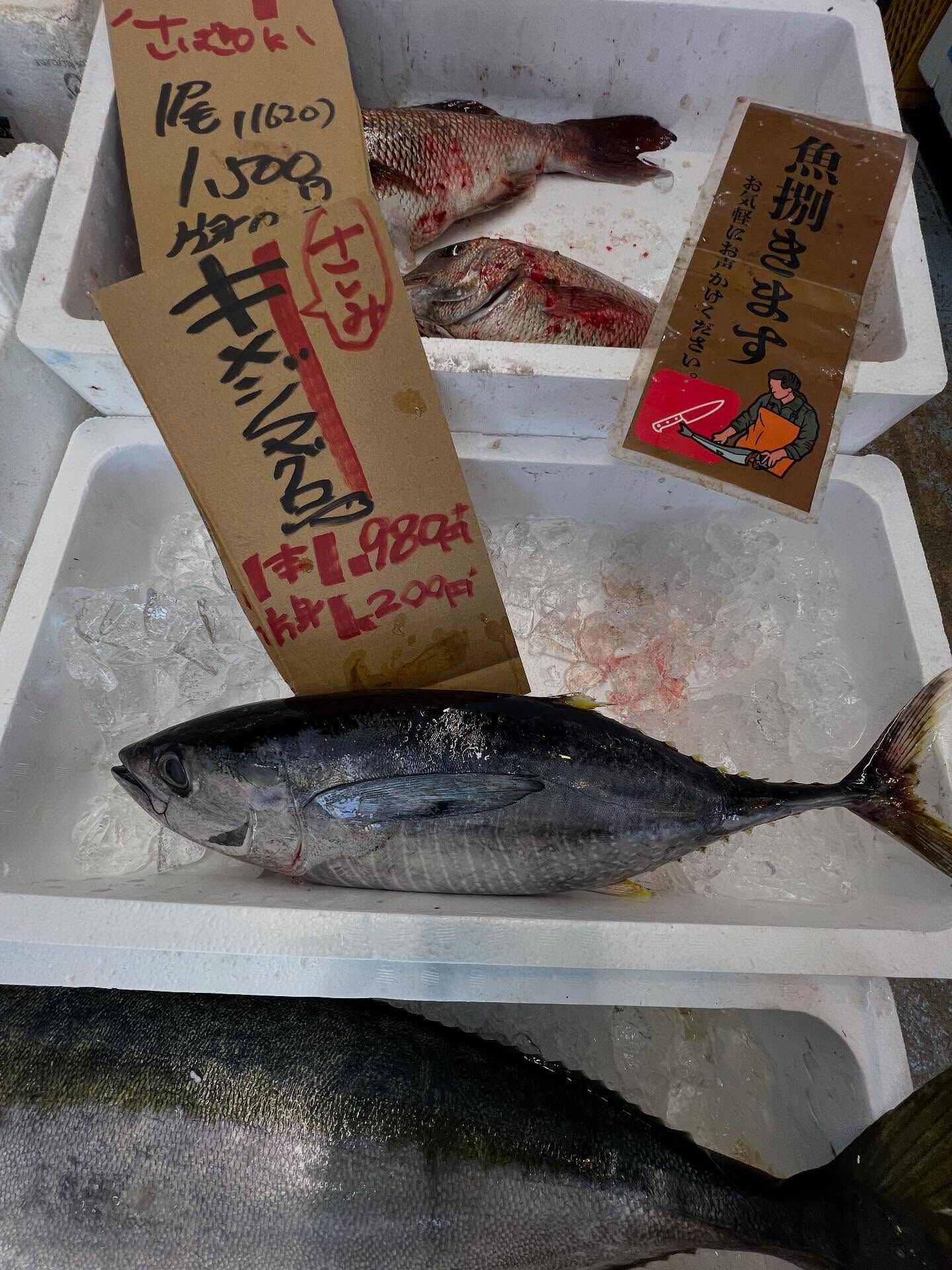 本日、木曜日start🐟