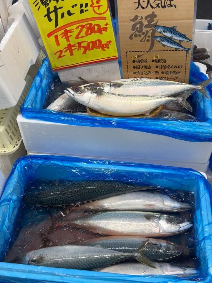本日、木曜日start🐟