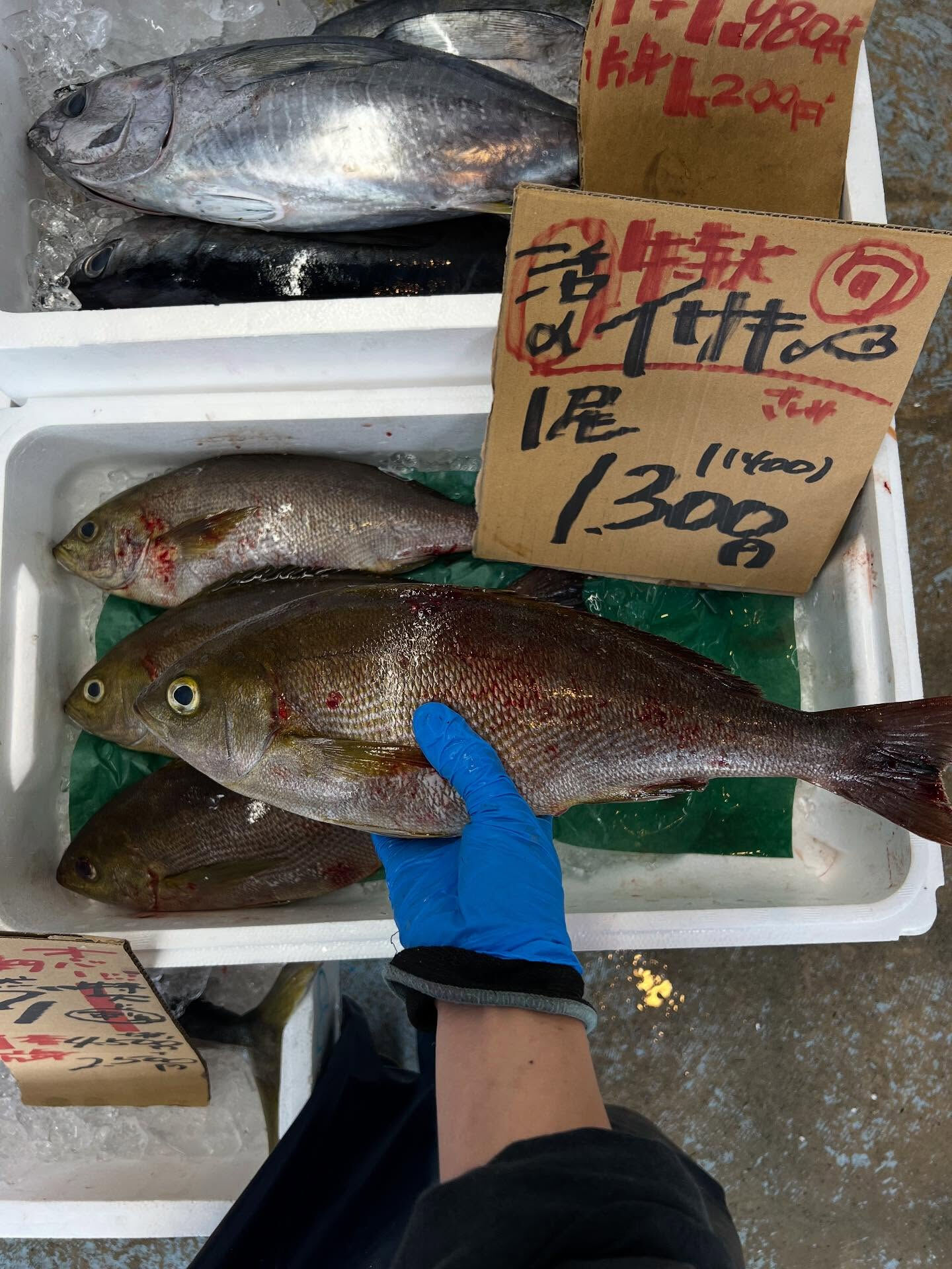 本日、木曜日start🐟
