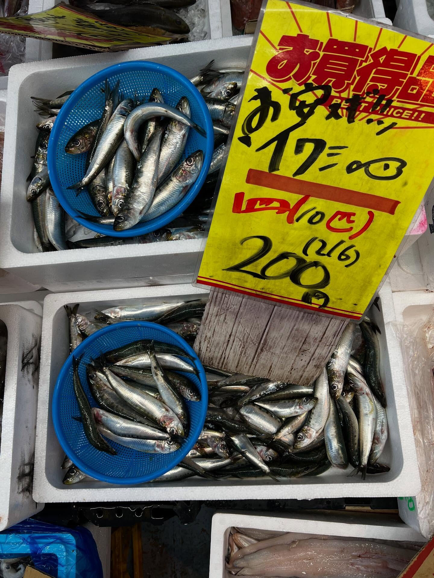 本日、木曜日start🐟