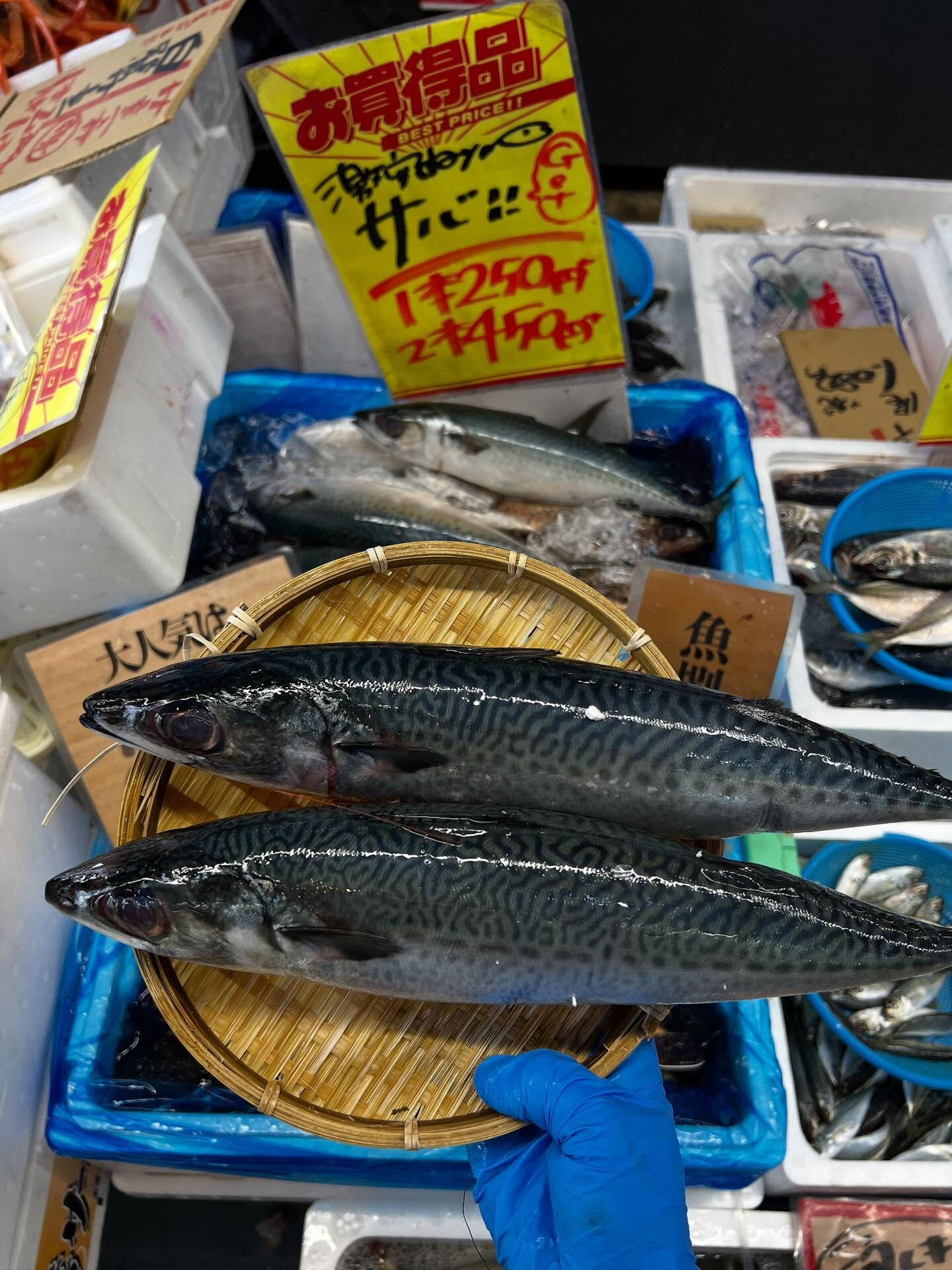 本日、木曜日start🐟