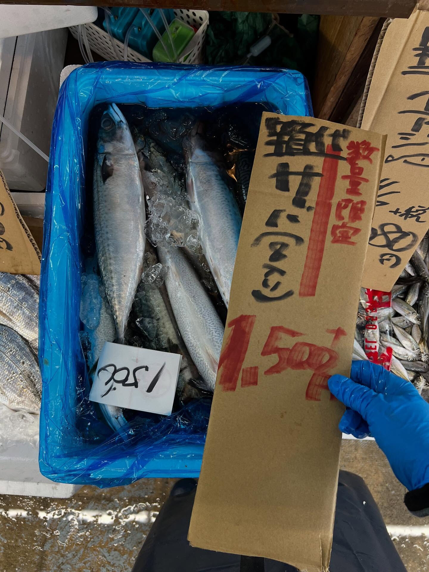 本日、木曜日start🐟