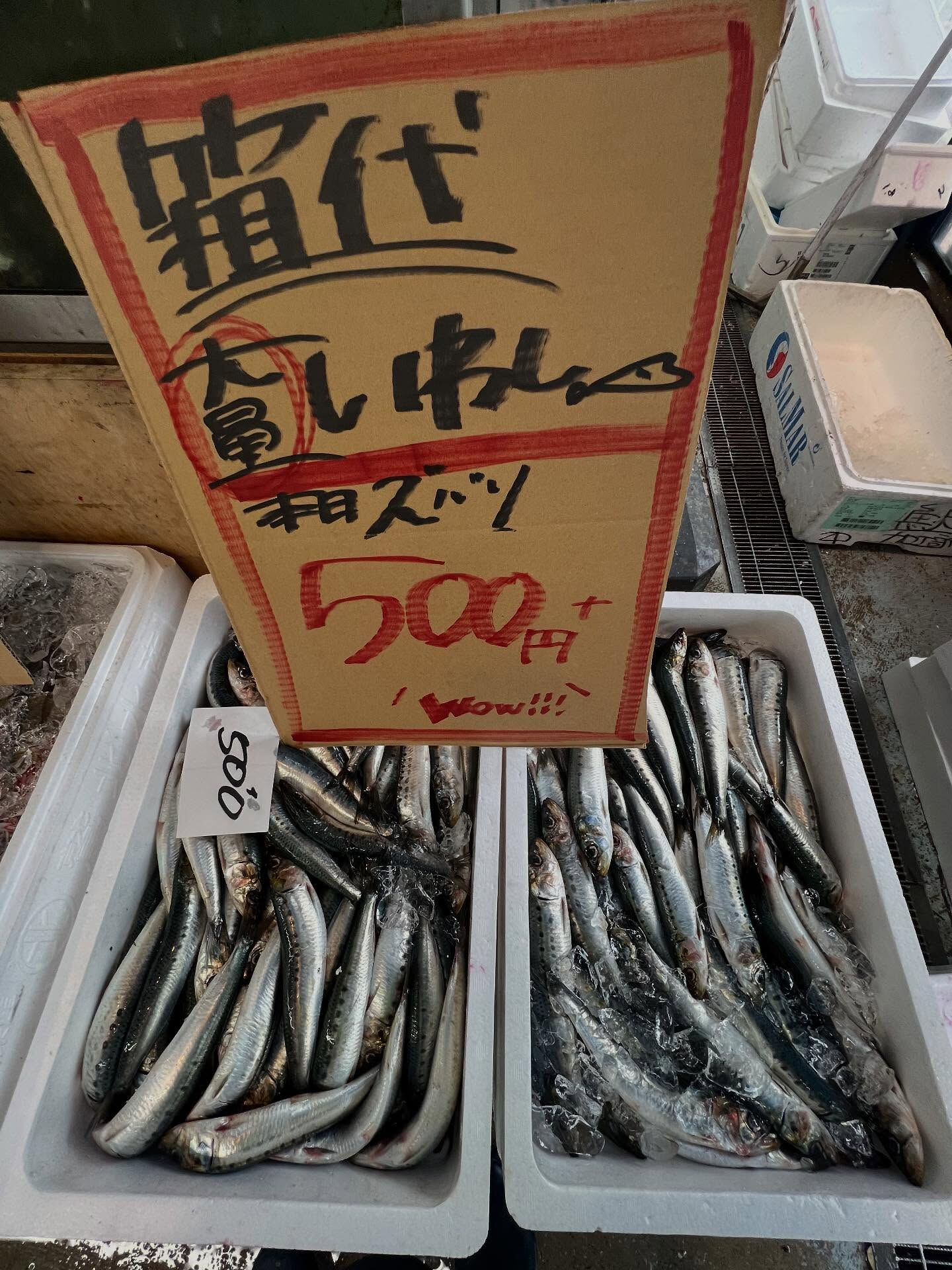 本日、日曜start🐟