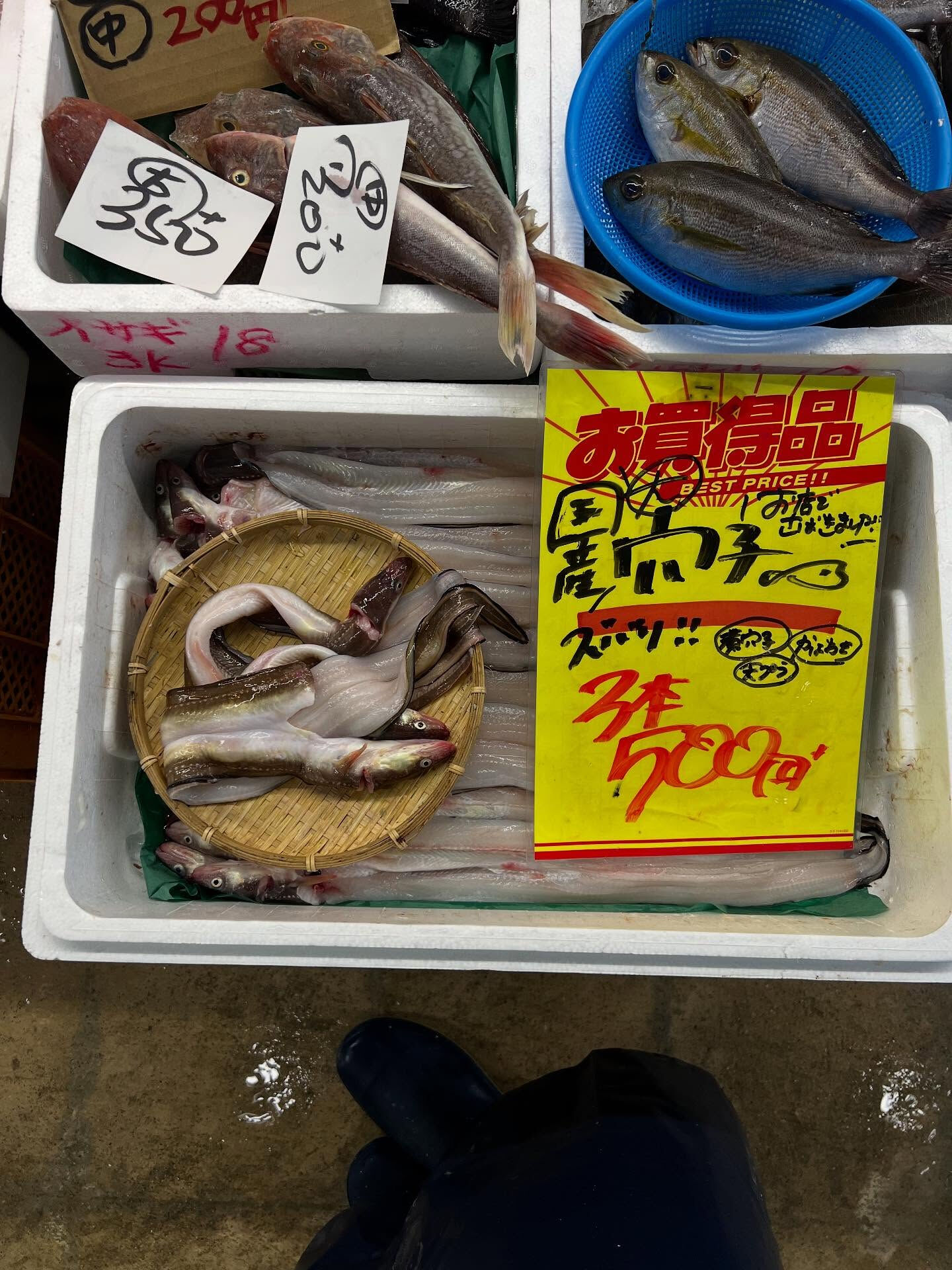 本日、日曜start🐟