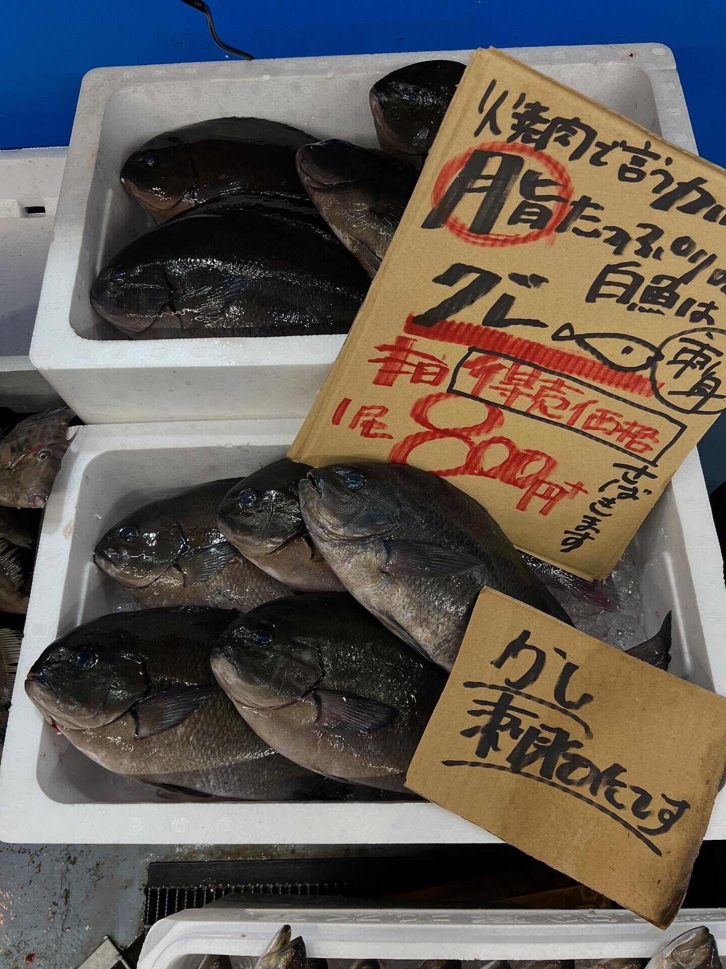 本日、日曜start🐟