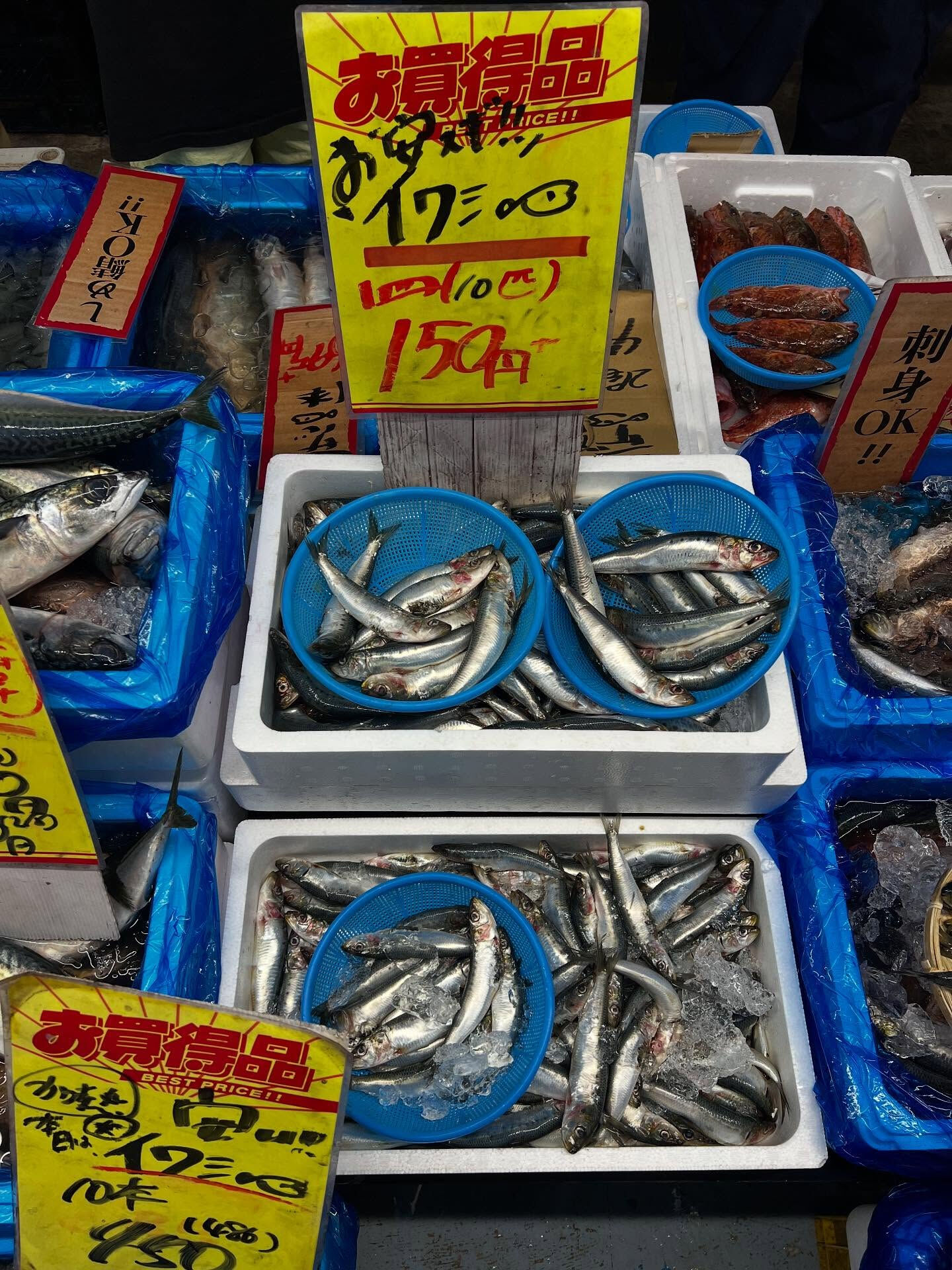 本日、日曜start🐟