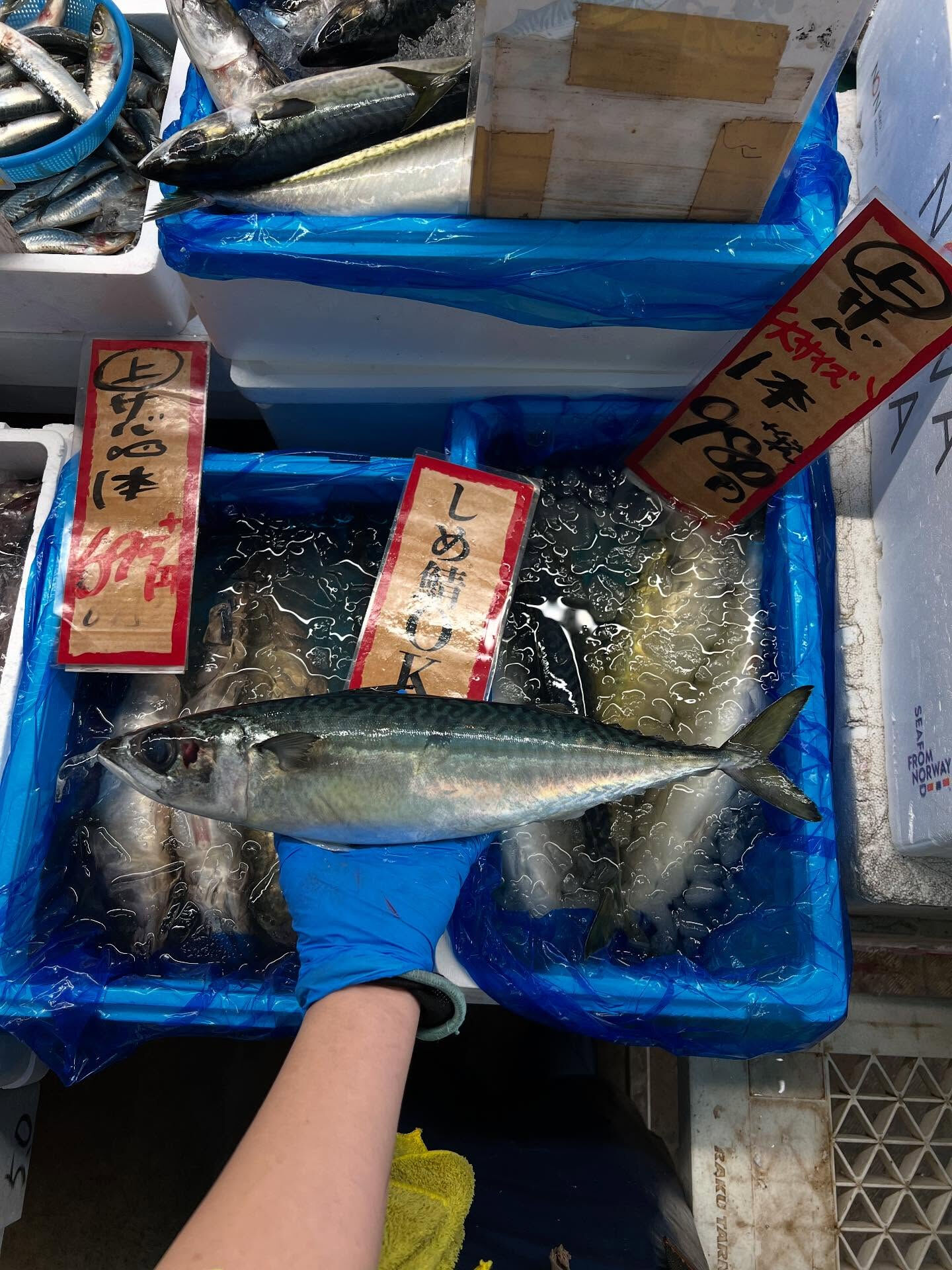 本日、日曜start🐟