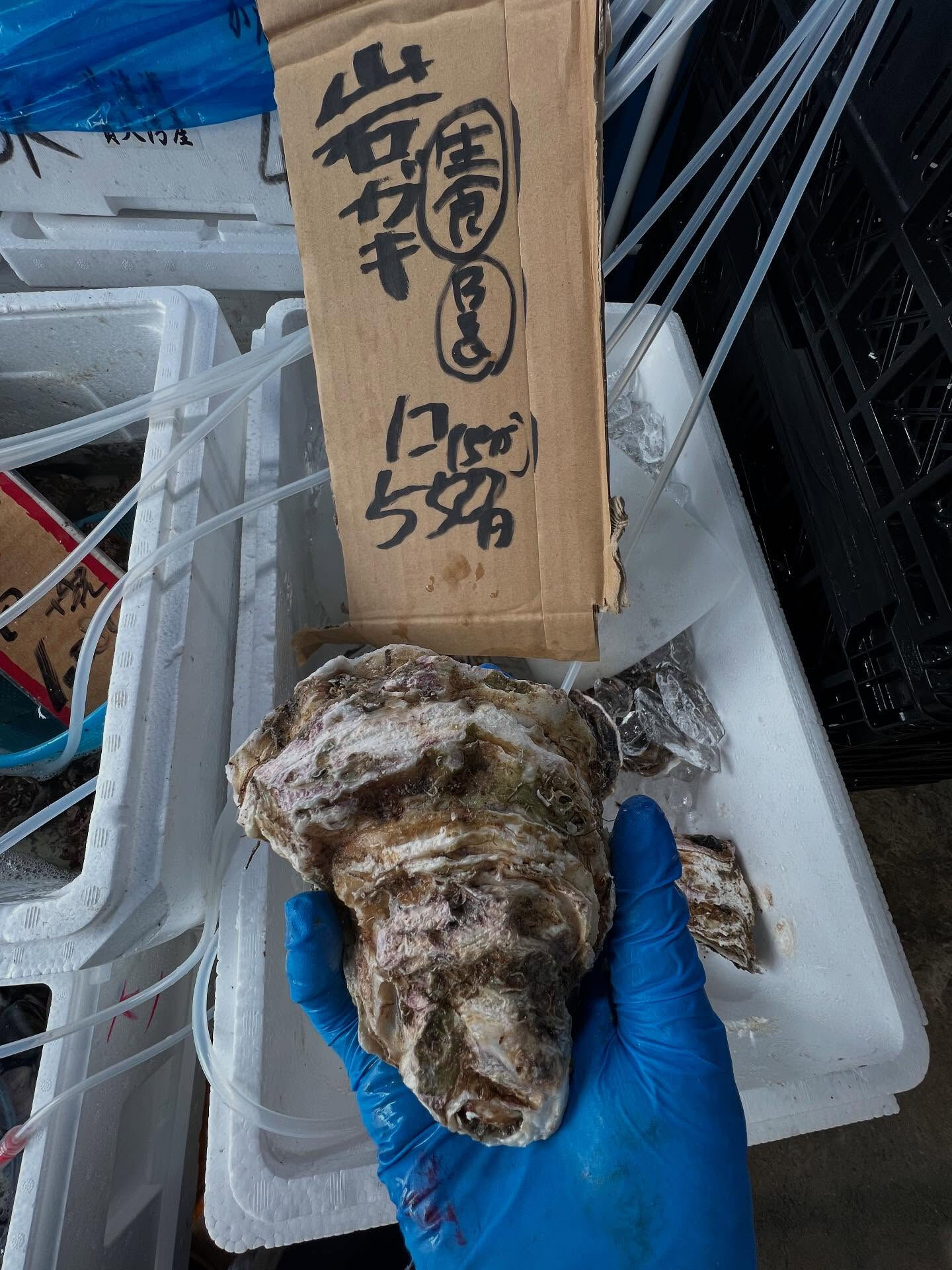 本日、月曜start🐟