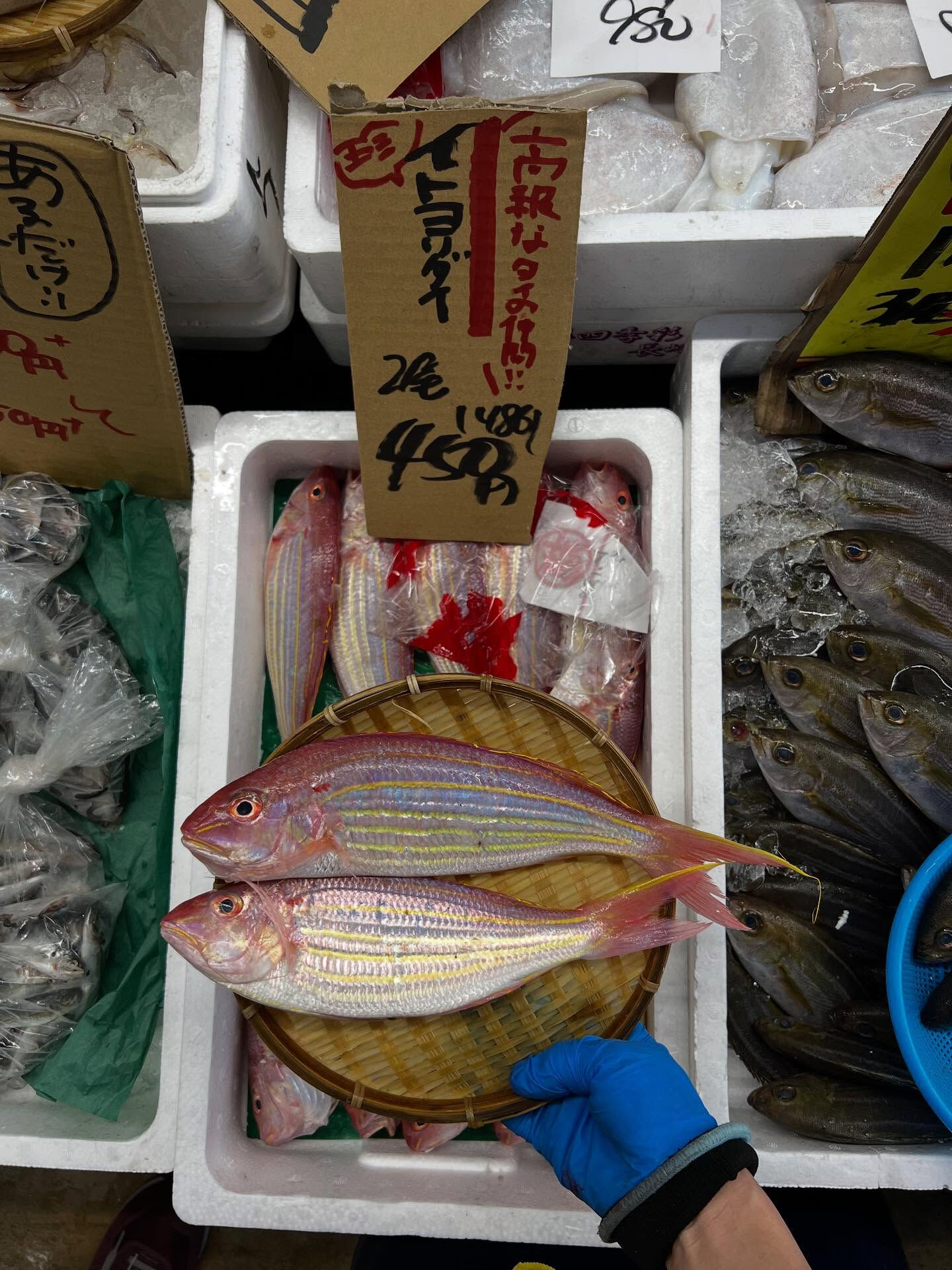本日、月曜start🐟