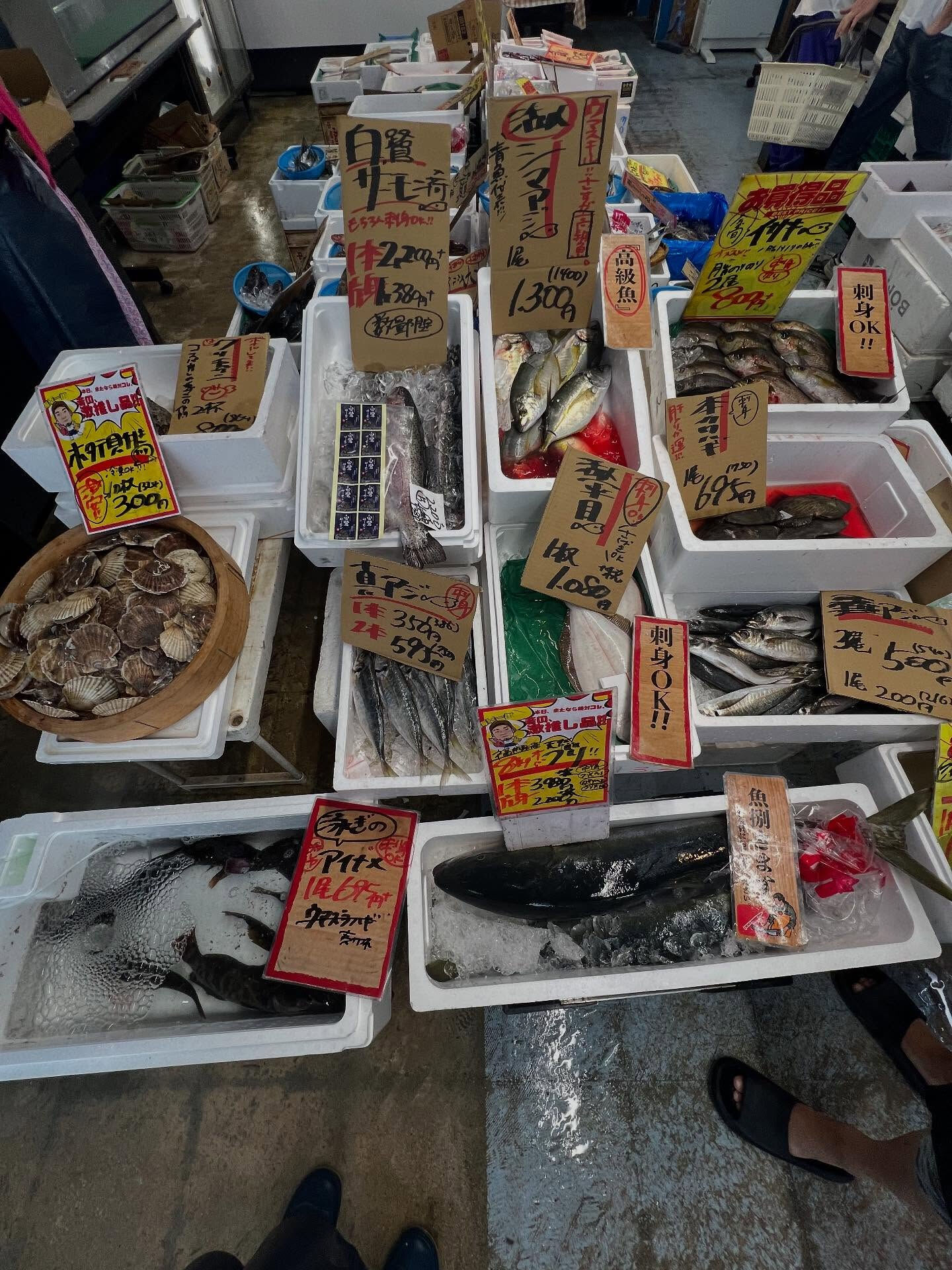 本日、火曜start🐟