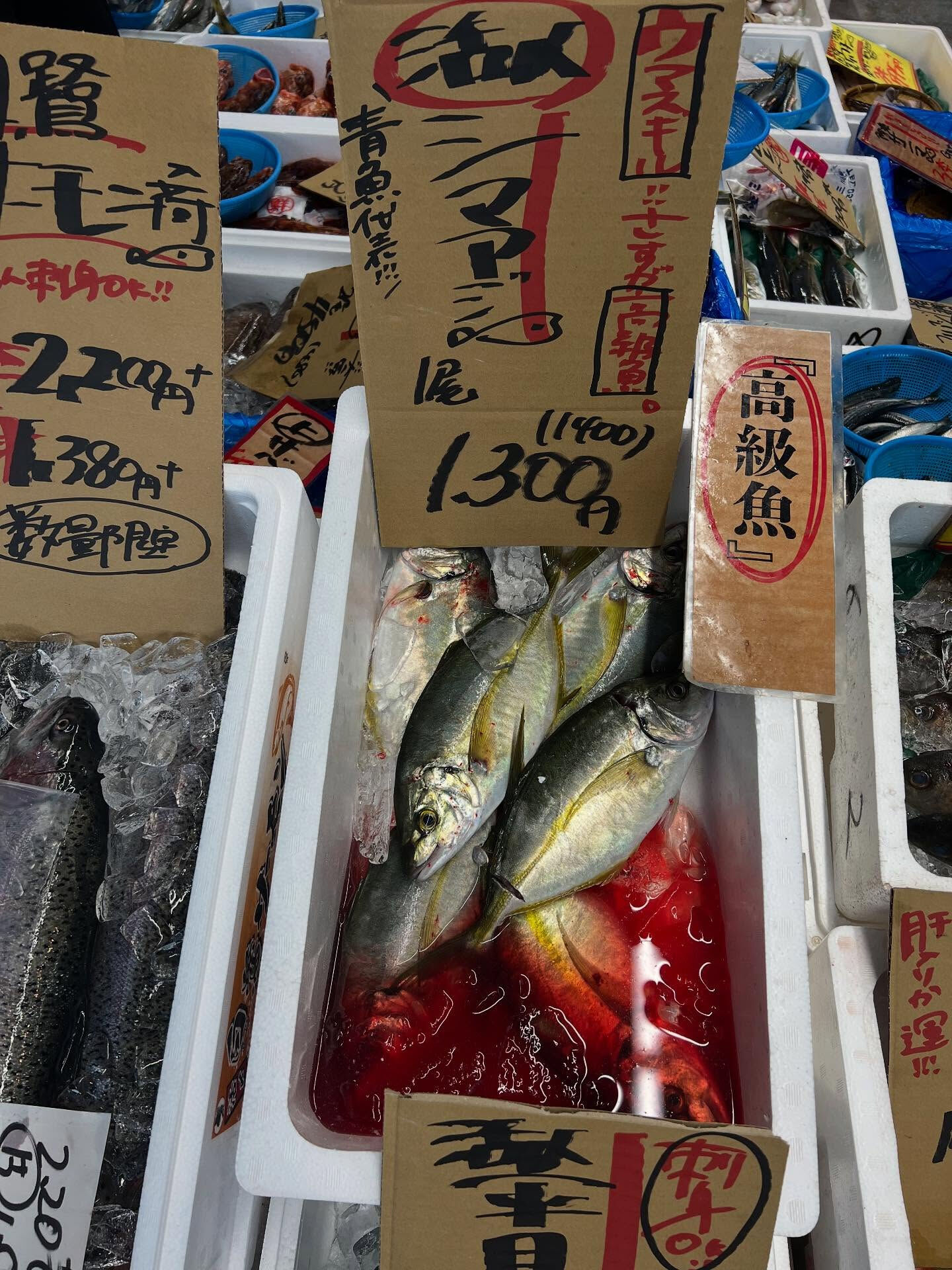 本日、火曜start🐟
