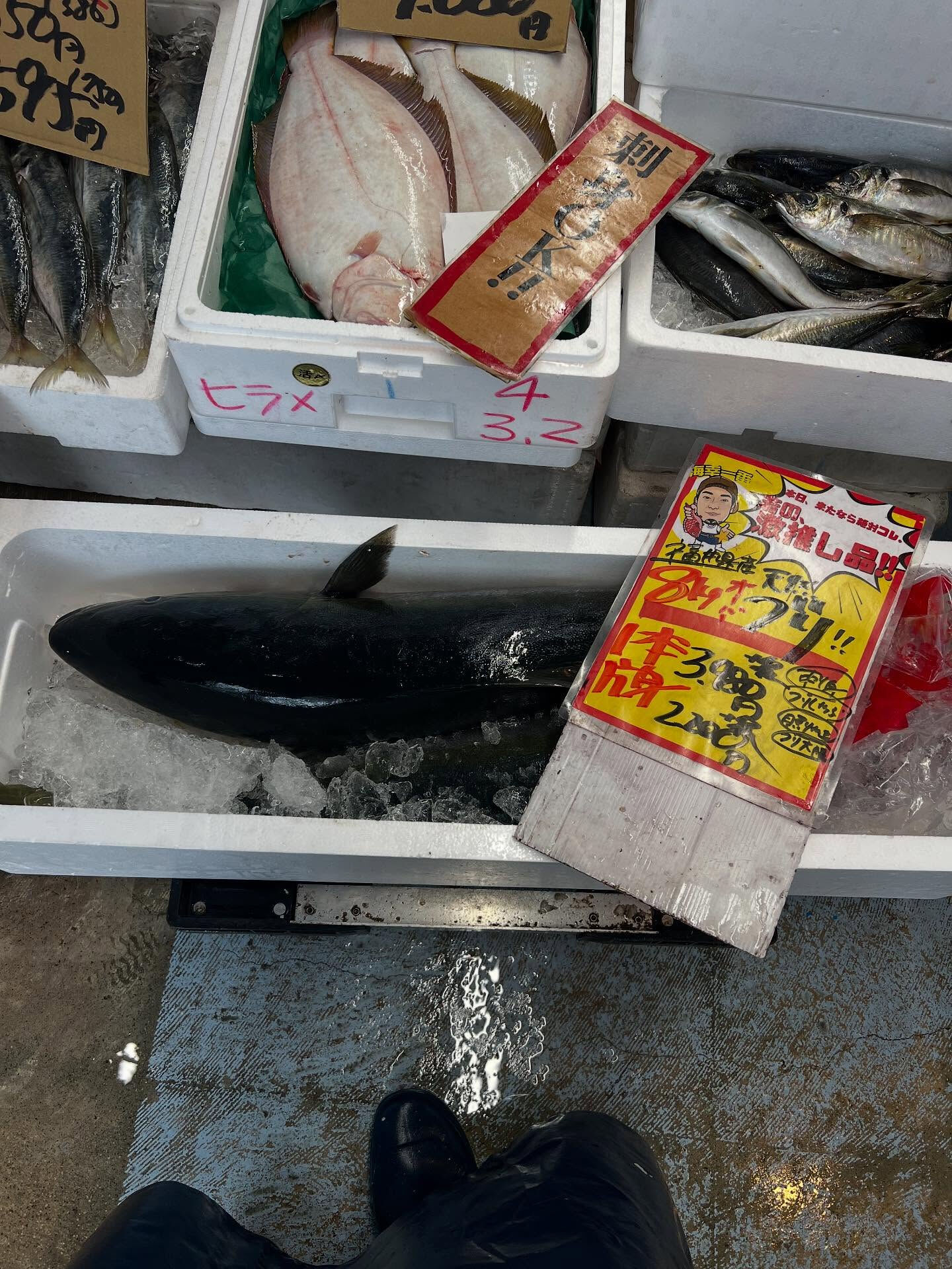 本日、火曜start🐟