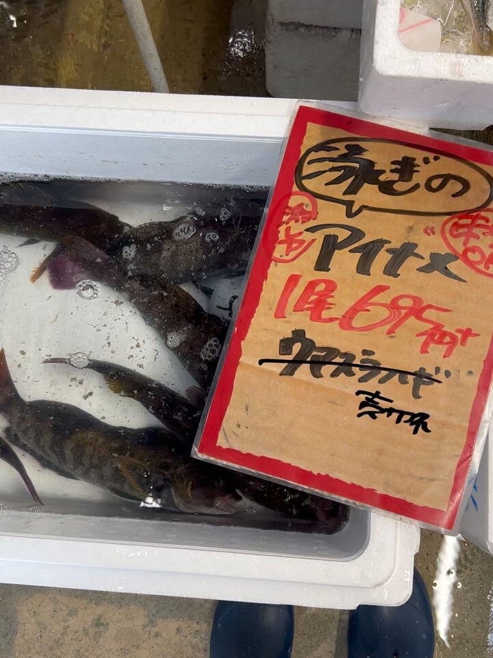 本日、火曜start🐟