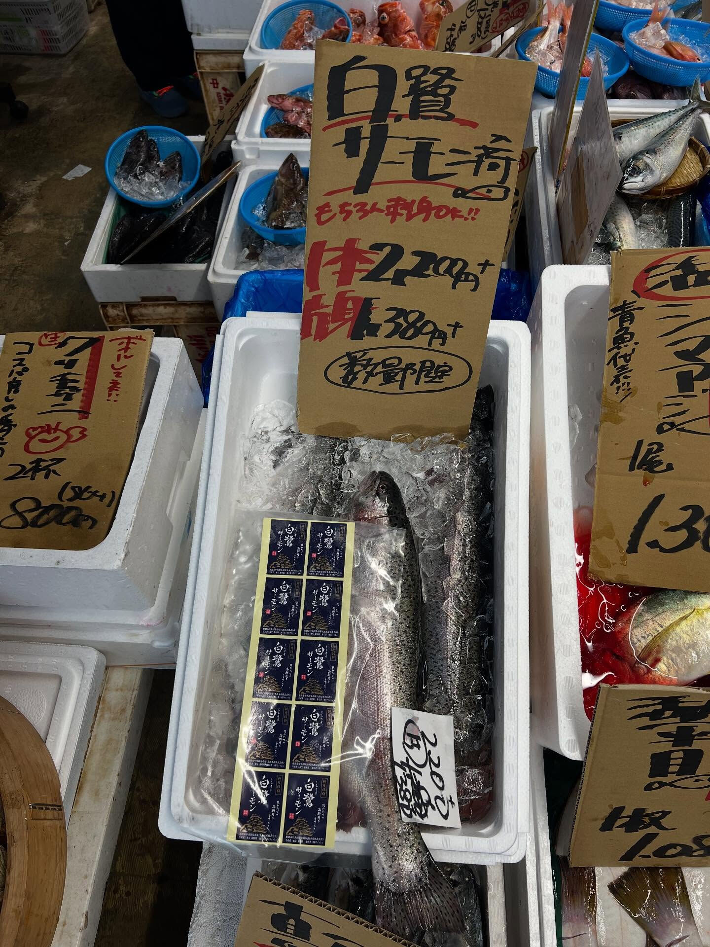 本日、火曜start🐟