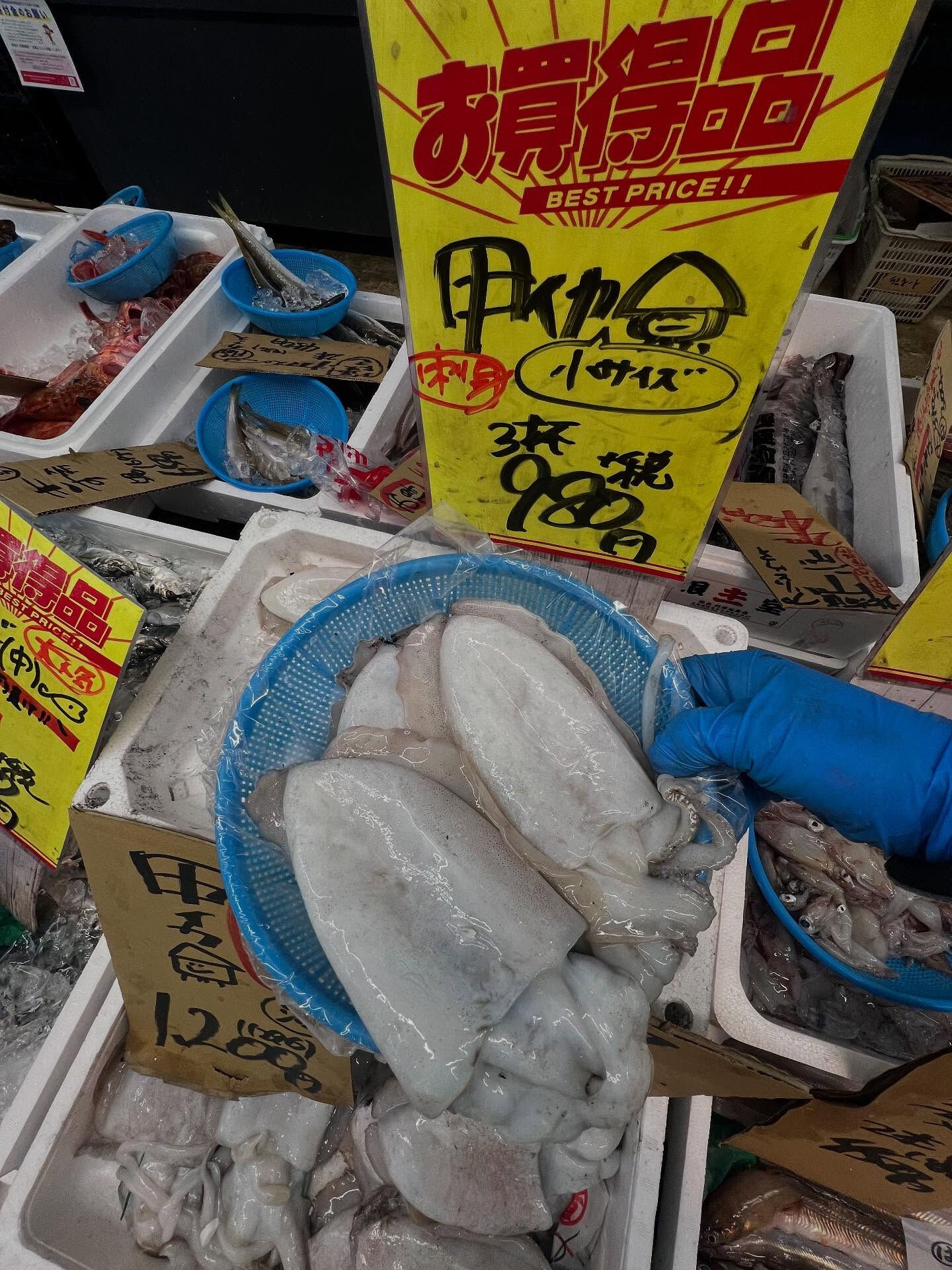 本日、火曜start🐟