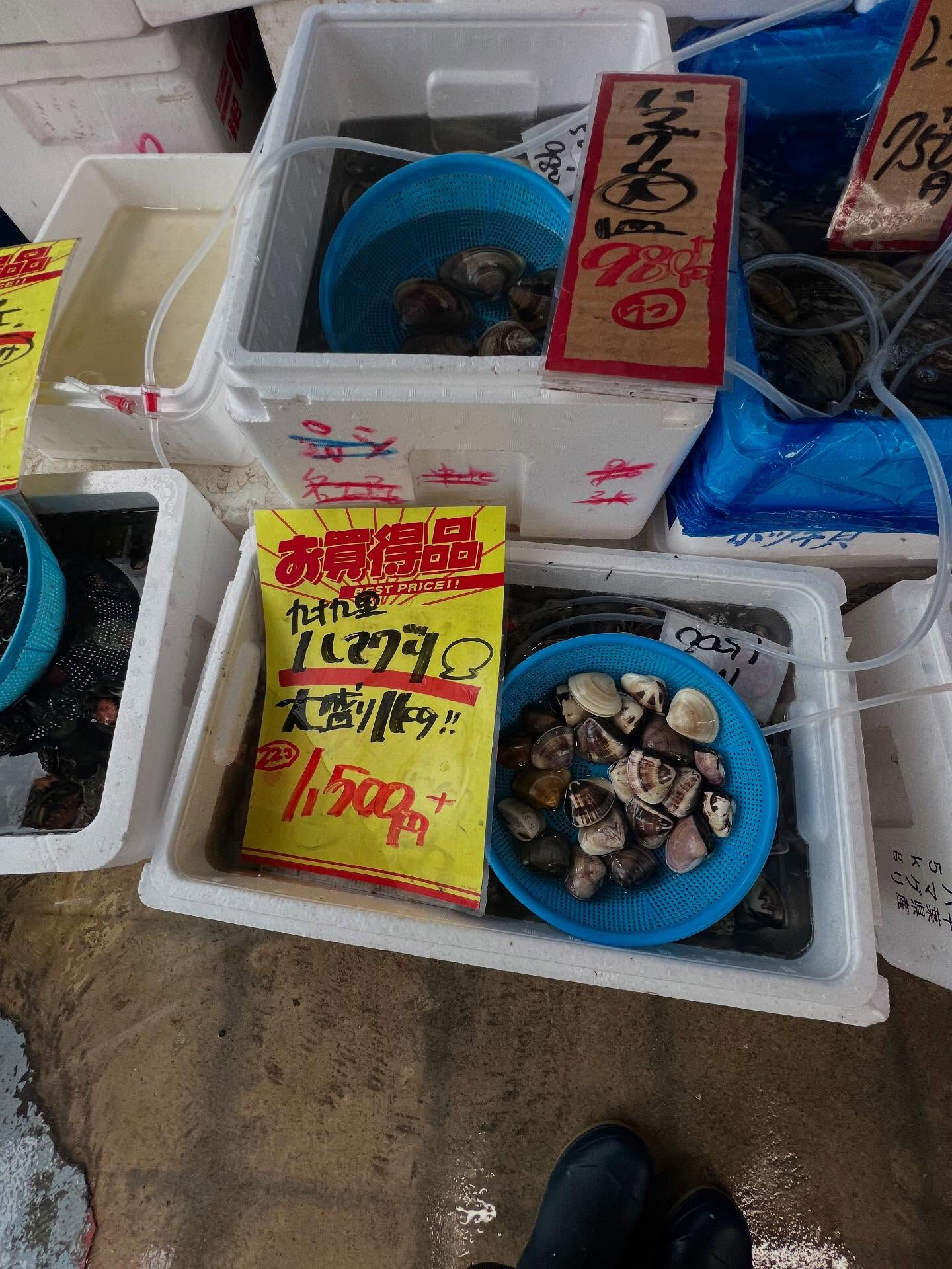 本日、火曜start🐟