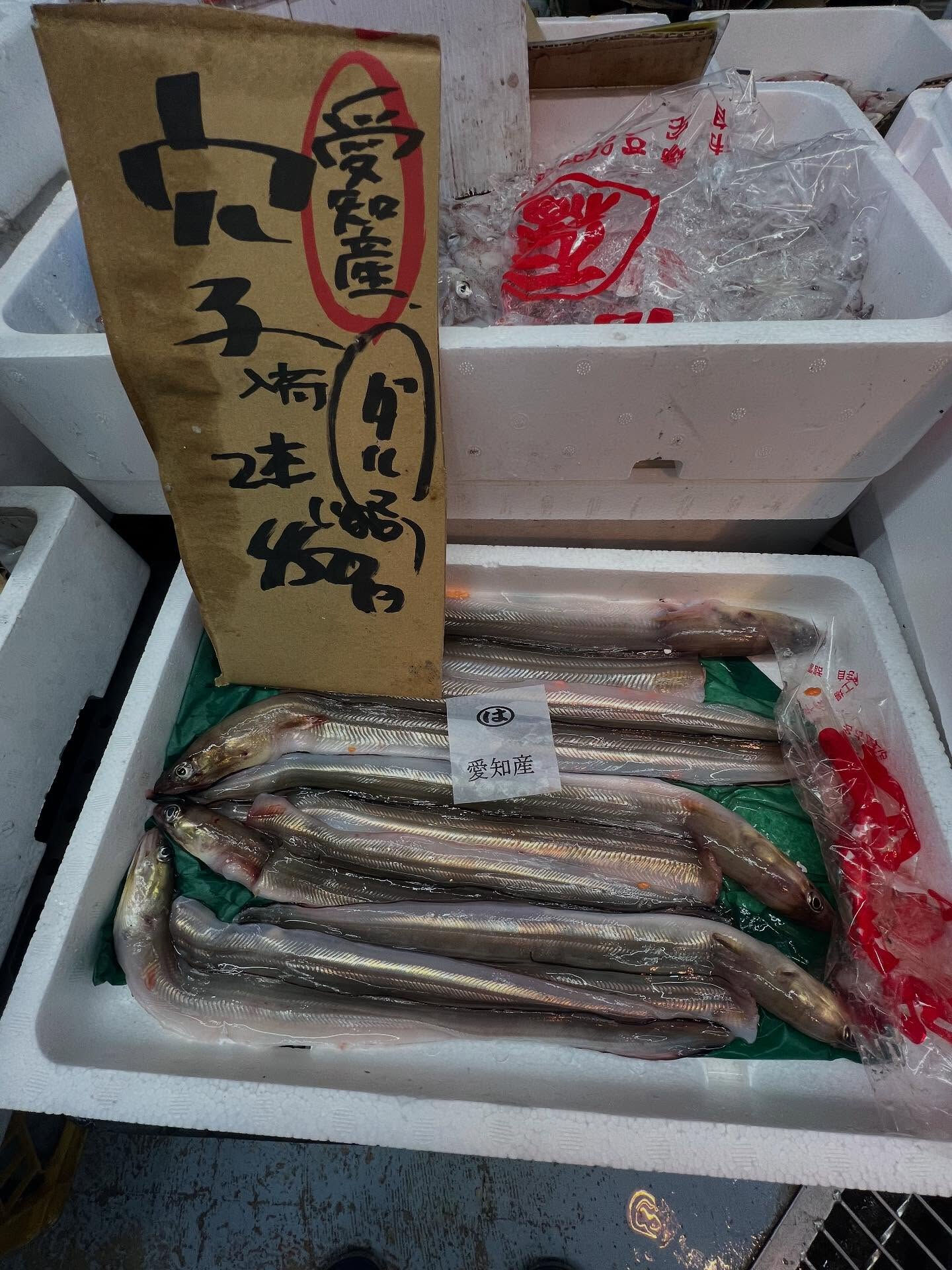 本日、火曜start🐟