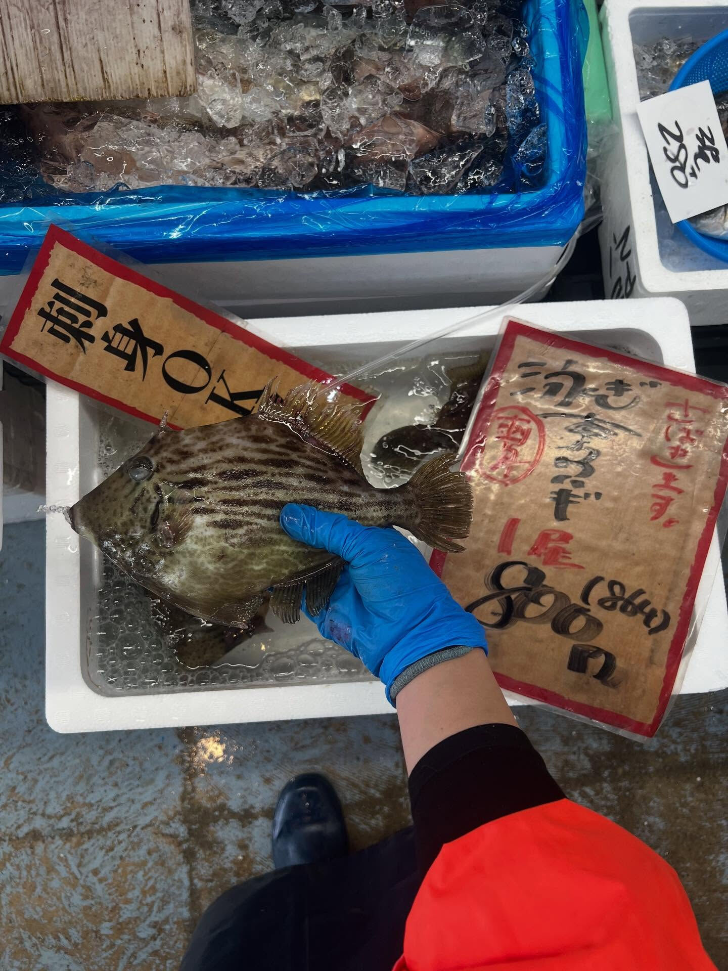 本日、金曜start🐟