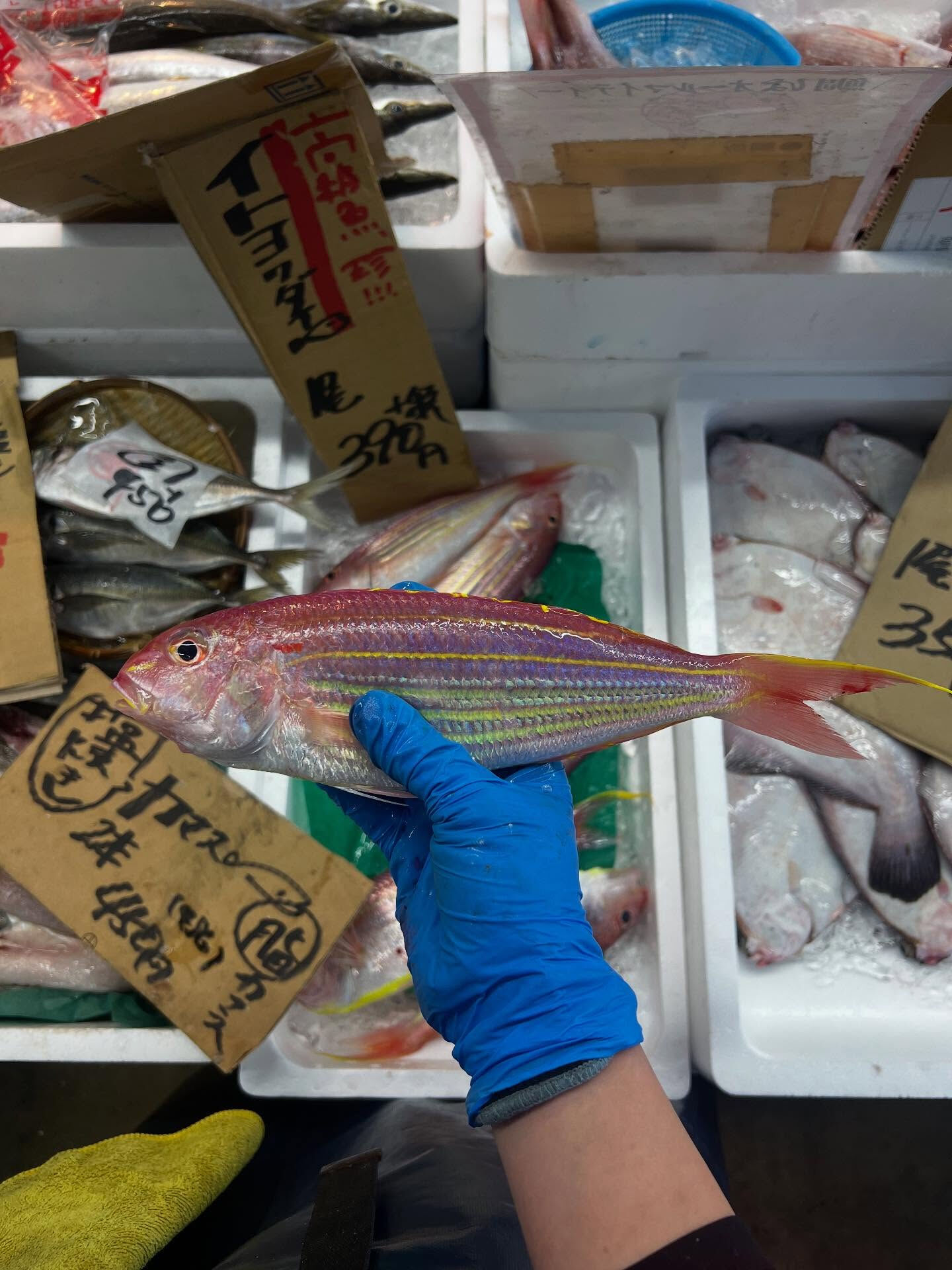 本日、金曜start🐟