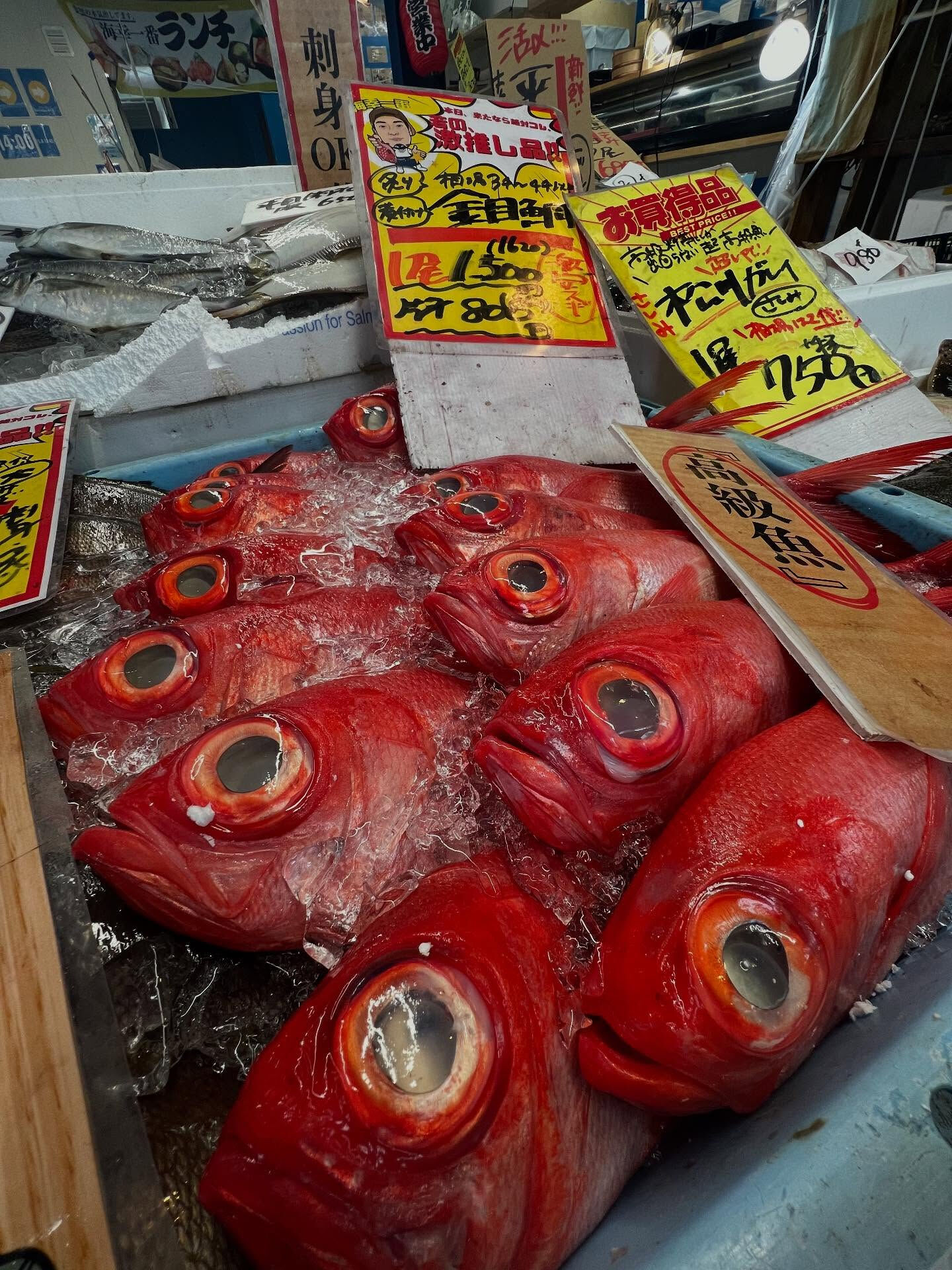 本日、日曜は大特売祭り！🐟
