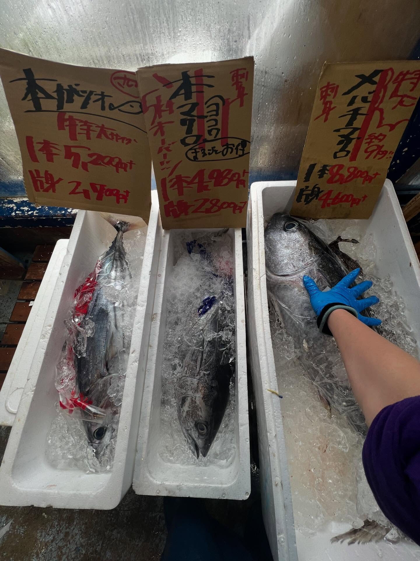 本日、日曜は大特売祭り！🐟